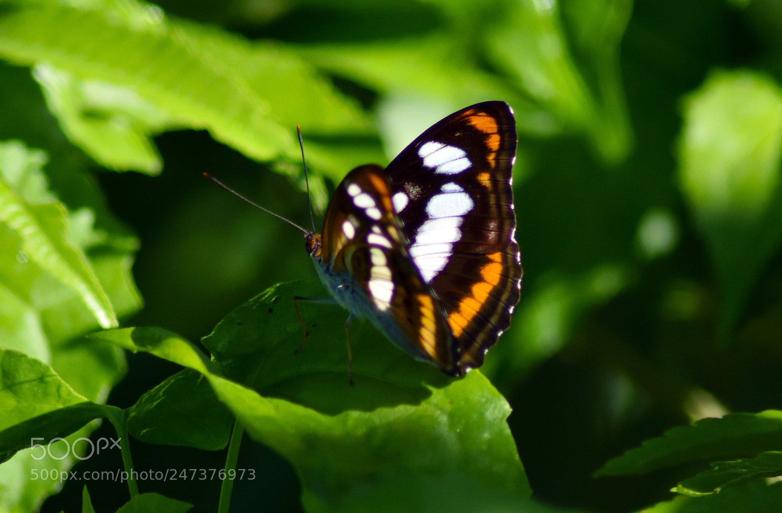 Nikon D7200 sample photo. Himalayan colour sergeant photography