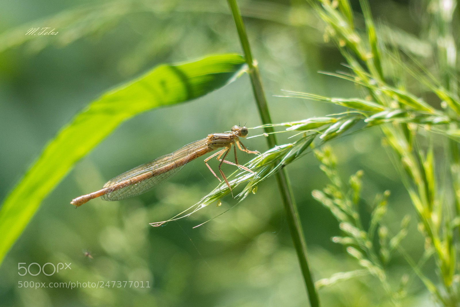 Panasonic Lumix DMC-FZ200 sample photo. Dragonfly photography
