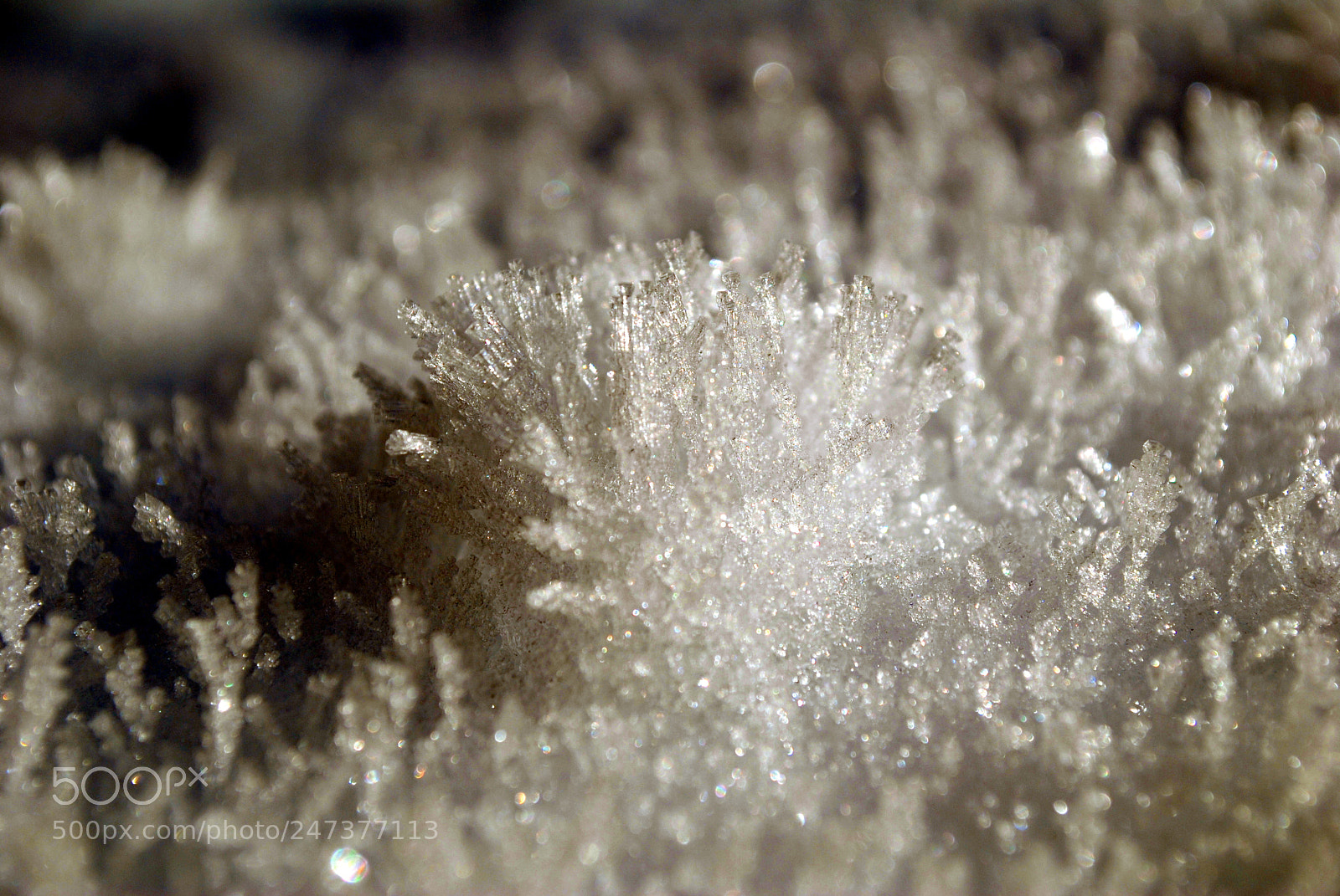 Nikon D3000 sample photo. Ice crystals photography