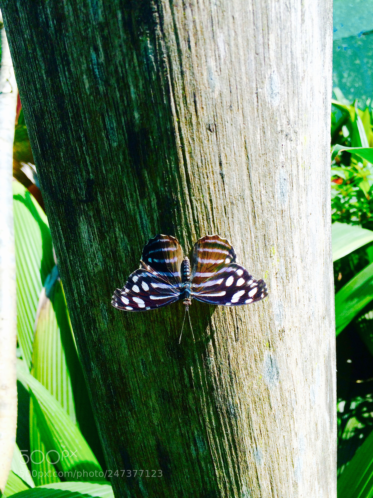 Apple iPhone 5s sample photo. Wings of stature photography