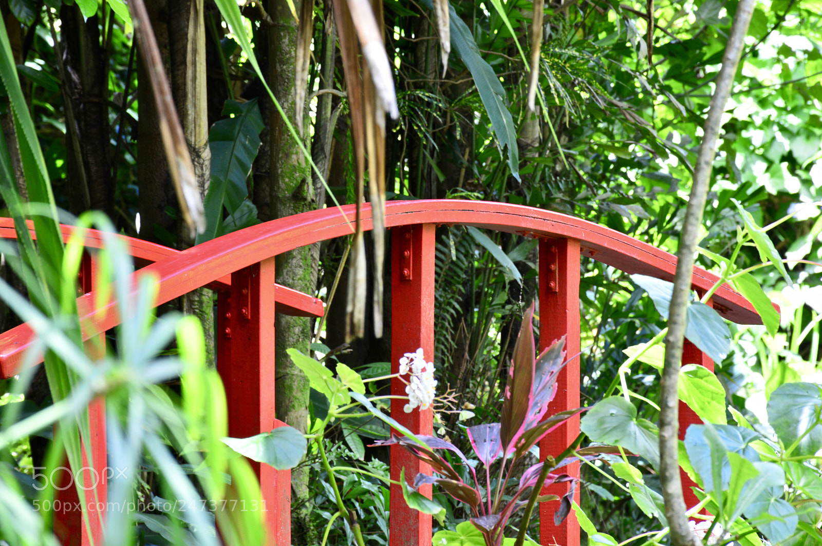 Nikon D3200 sample photo. Diamond botanical gardens, st photography