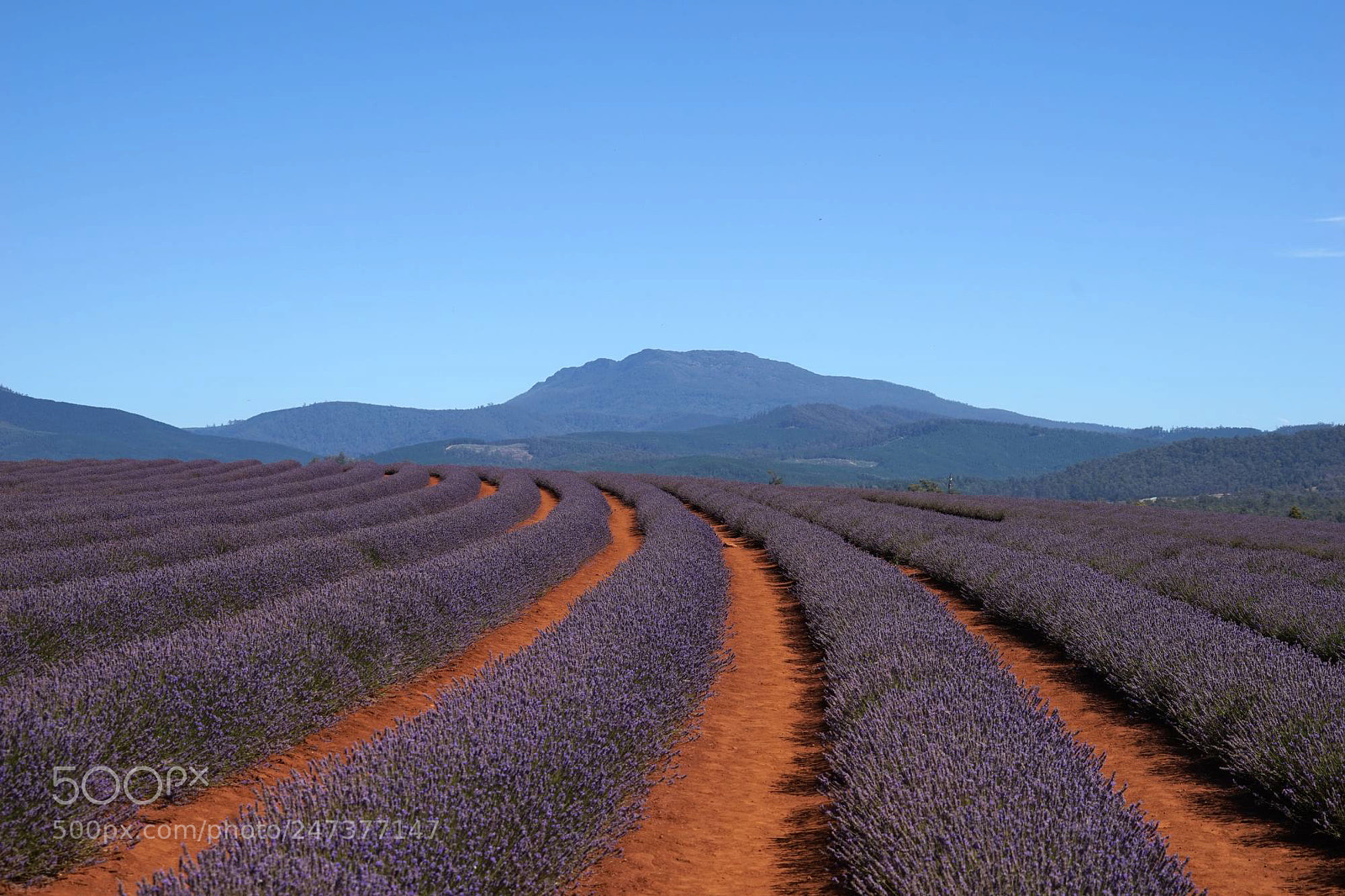 Sony a7 sample photo. Lavender world photography
