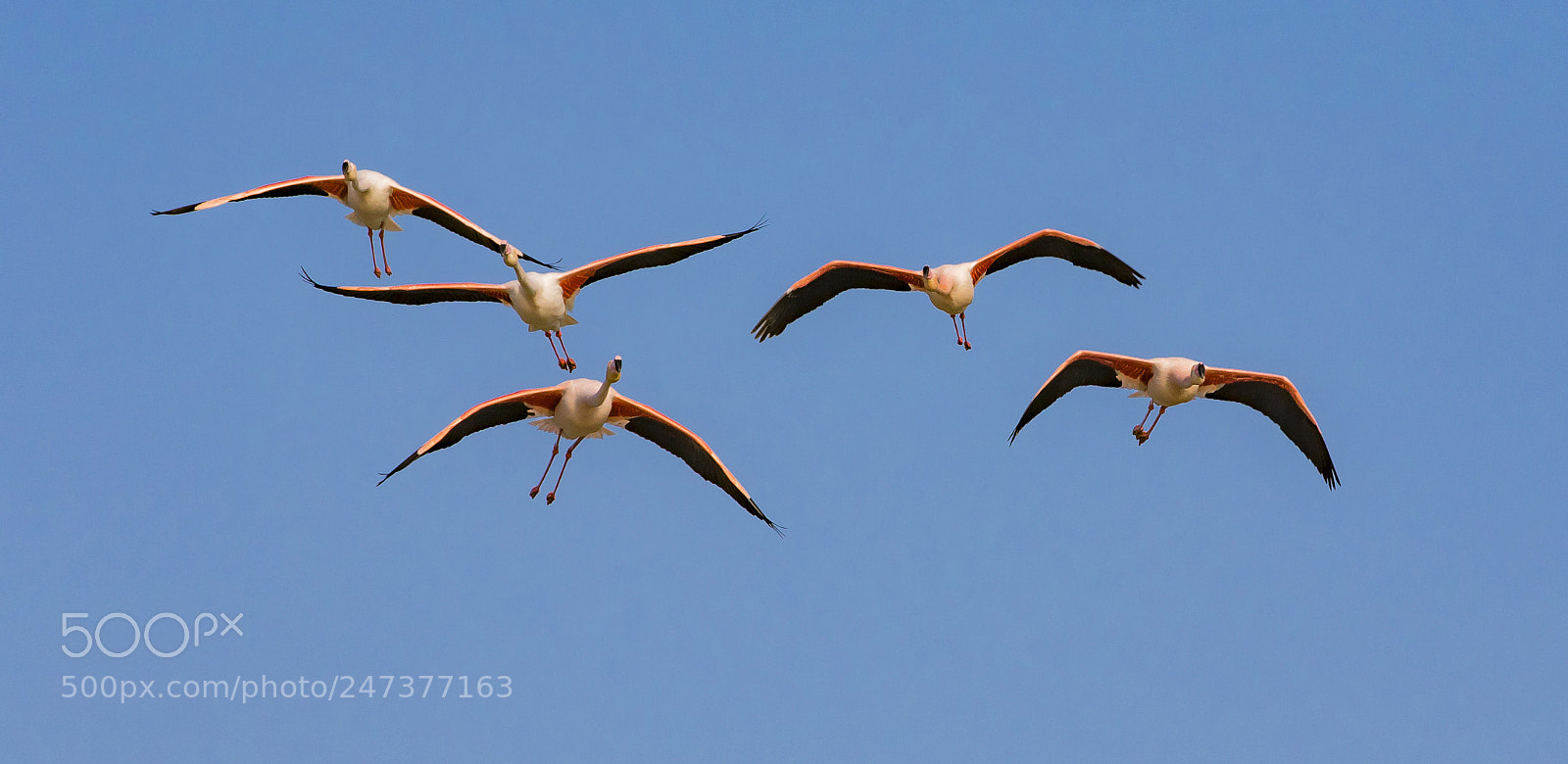 Canon EOS 7D Mark II sample photo. Pink flamingo photography