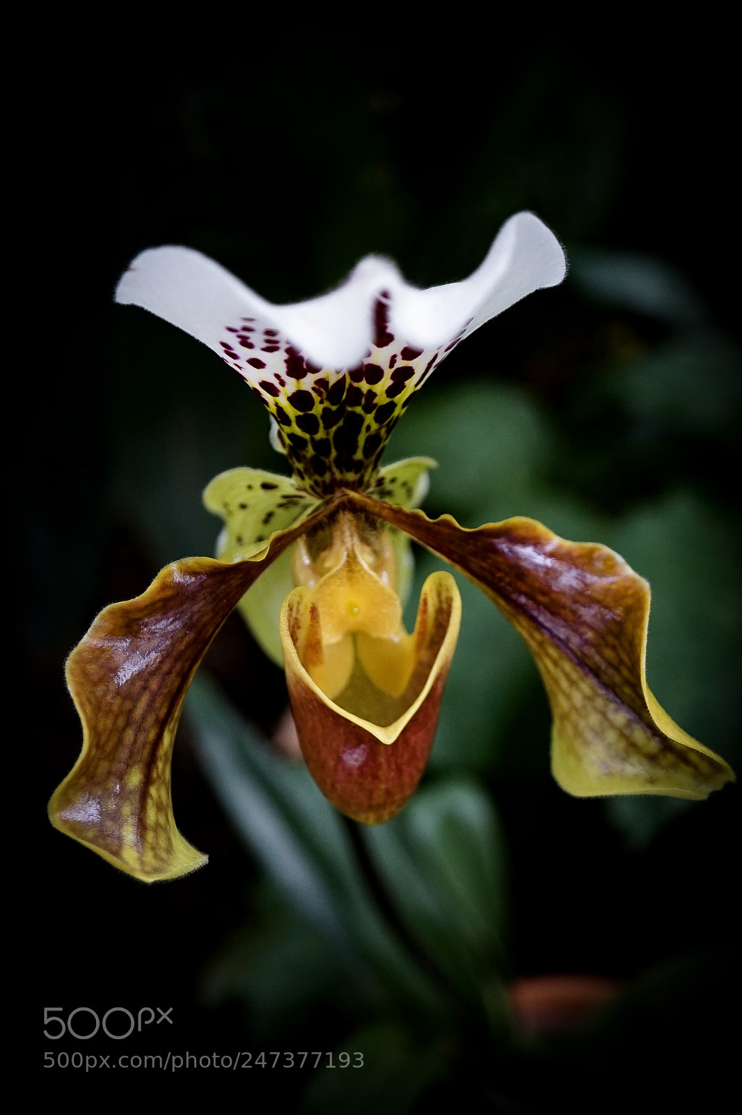 Sony a7 II sample photo. Orchid photography