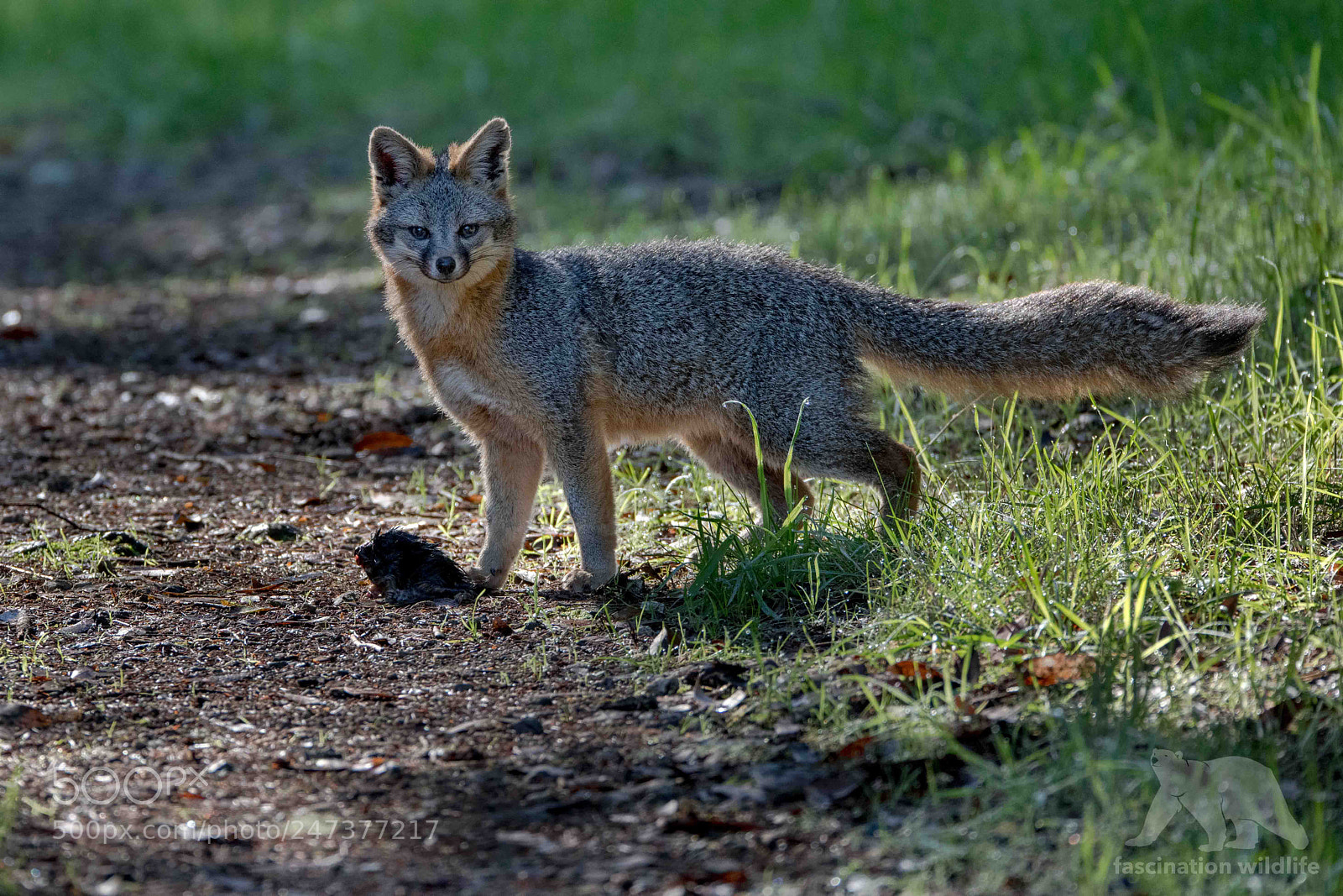Nikon D850 sample photo. Grey fox photography