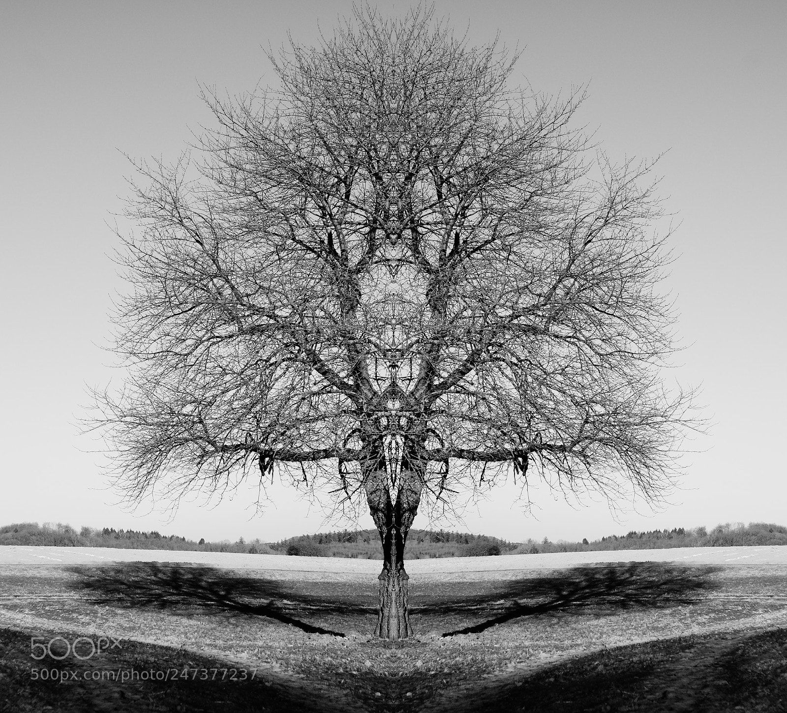 Fujifilm X-T1 sample photo. A tree? photography