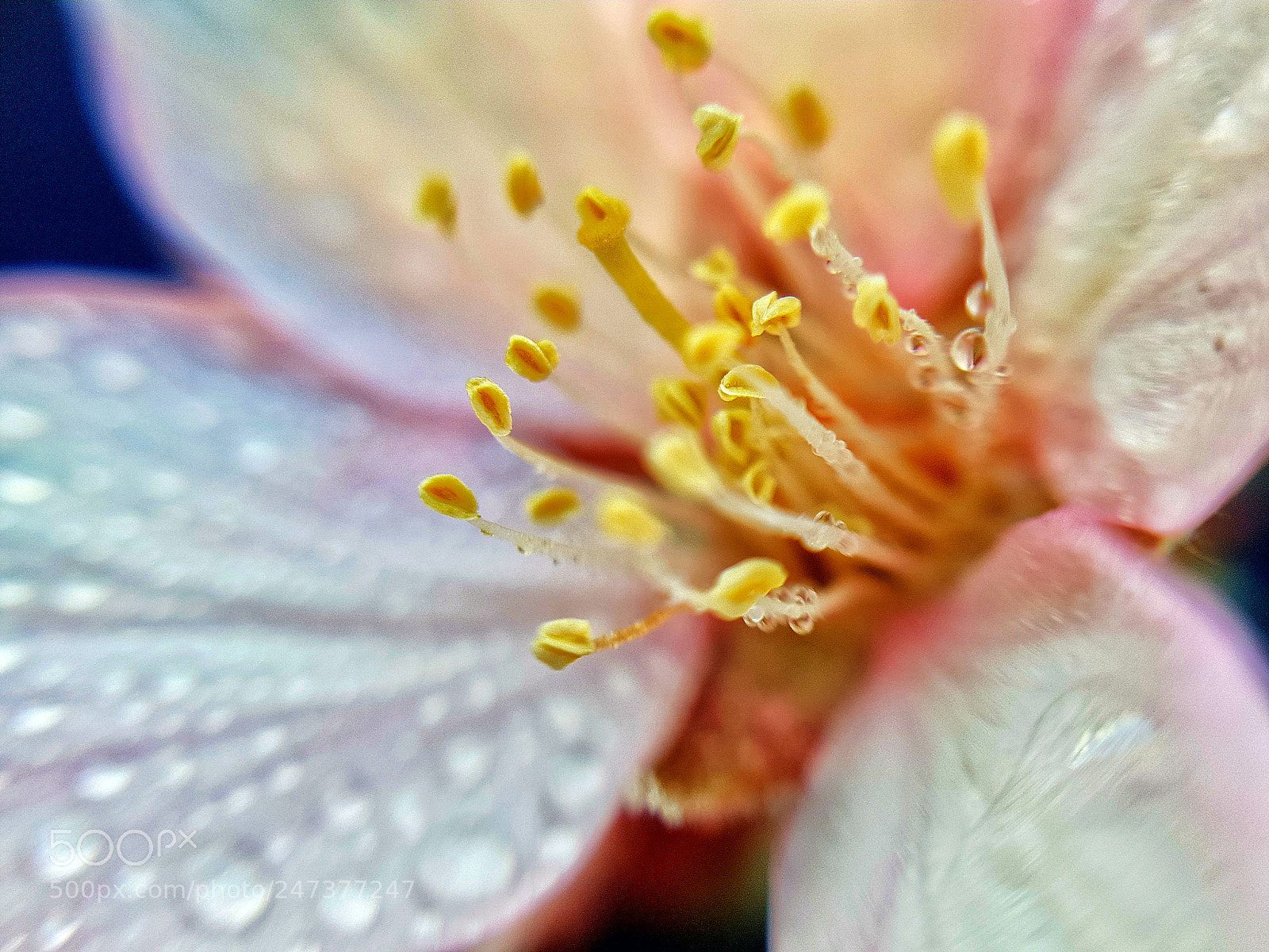 Samsung Galaxy S7 Edge sample photo. Soft dew photography