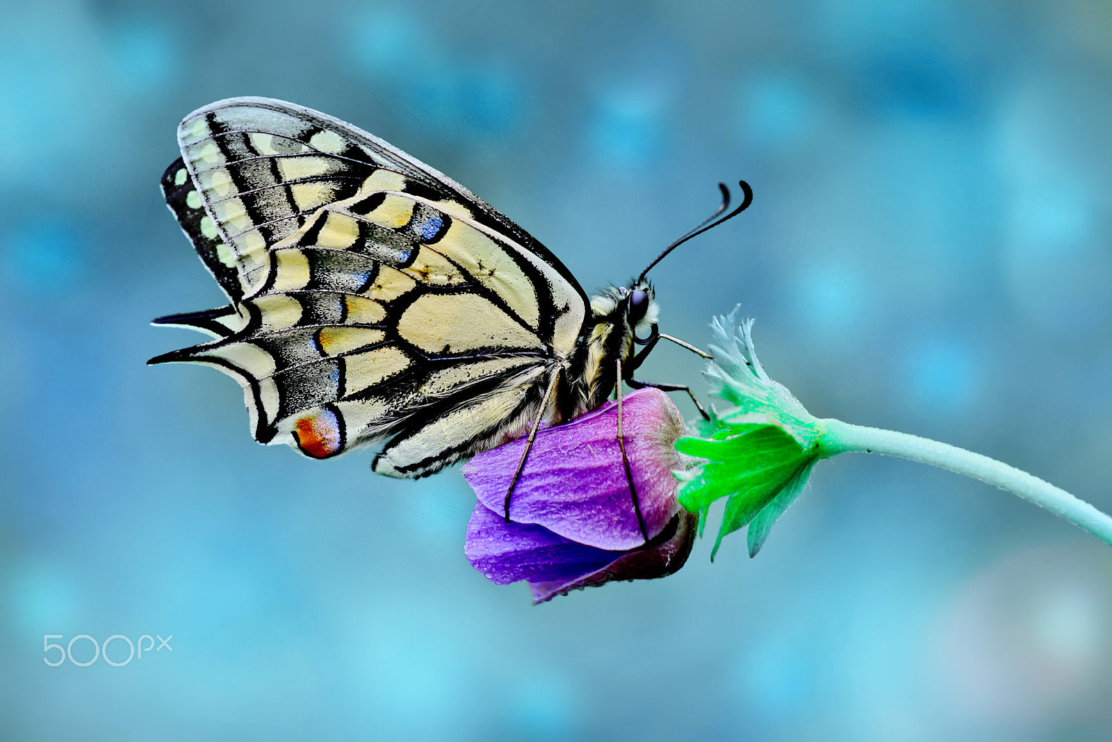 Nikon AF-S Micro-Nikkor 105mm F2.8G IF-ED VR sample photo. Butterfly photography
