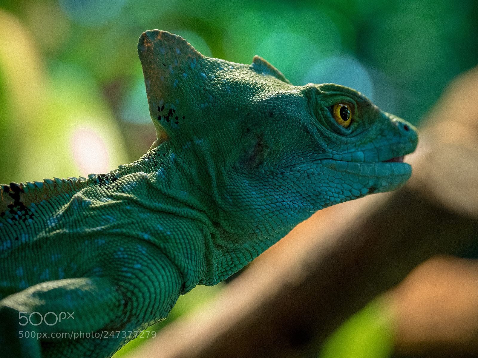 Olympus OM-D E-M5 II sample photo. Alien from the amazonas photography