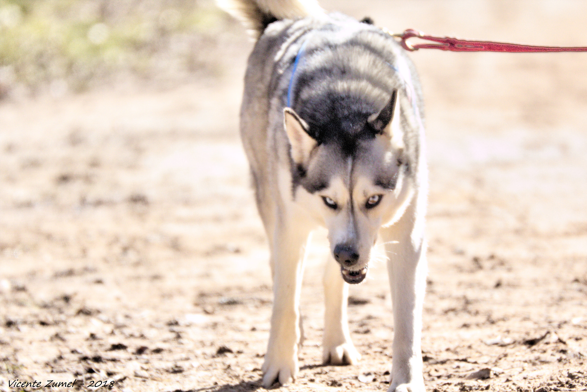 Canon EOS 700D (EOS Rebel T5i / EOS Kiss X7i) sample photo. Fierce look... photography