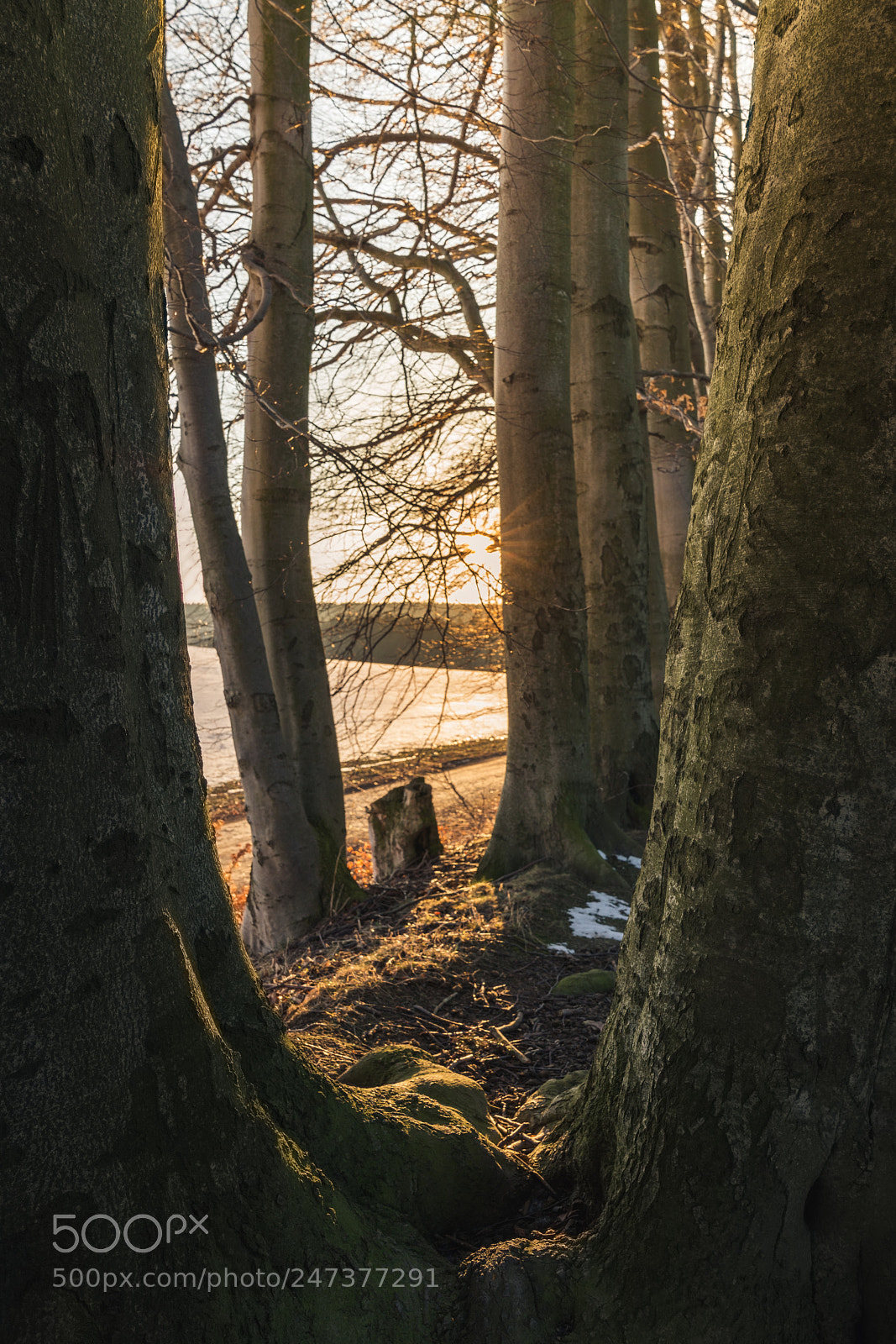 Sony a7R II sample photo. Forest photography