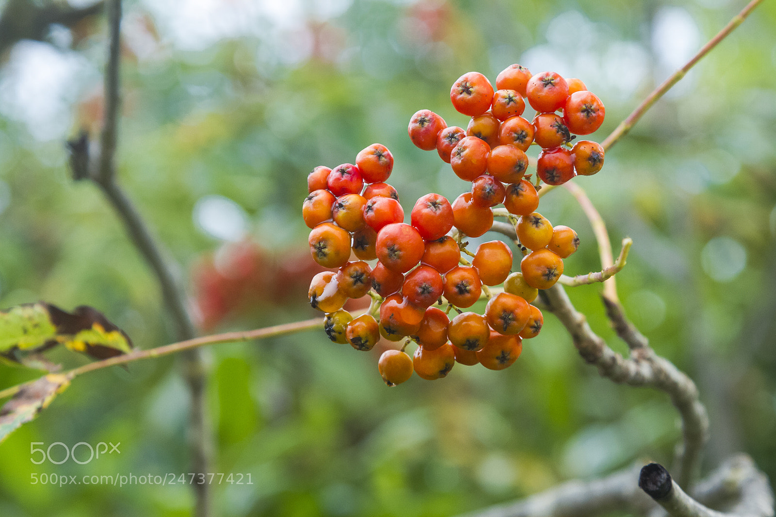 Canon EOS 7D sample photo. Crataegus monogyna photography