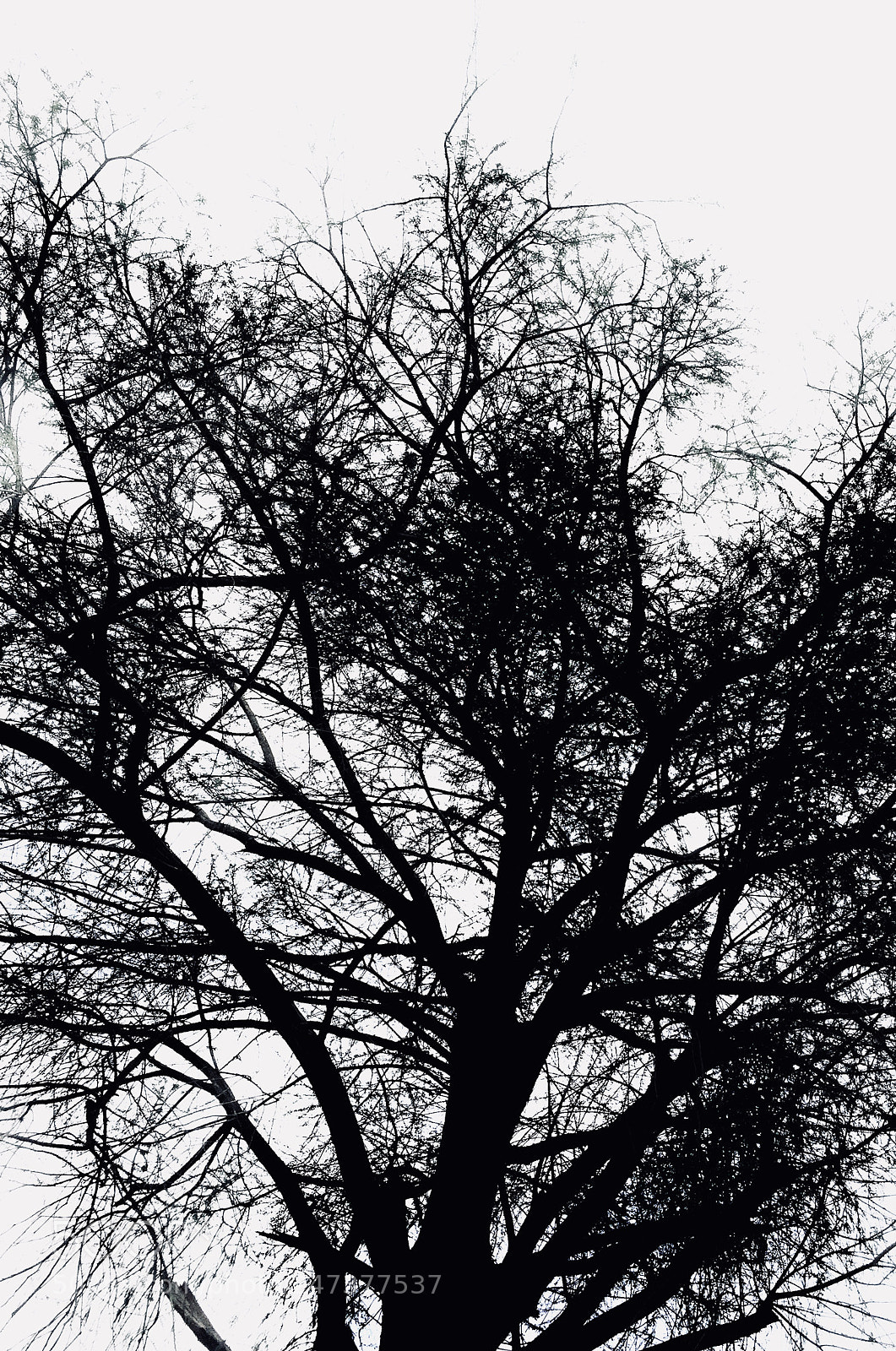 Apple iPhone 6 sample photo. Dark nature photography