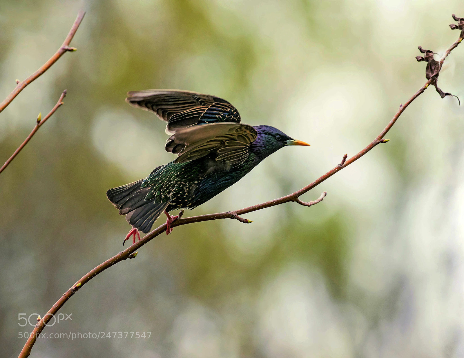 Canon EOS 7D Mark II sample photo. Starling colors photography