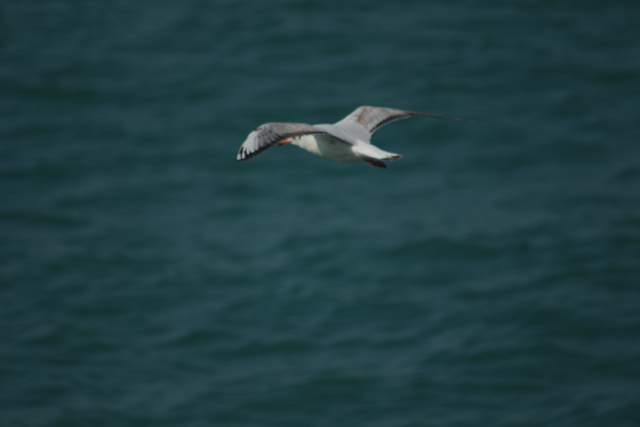 Canon EOS 700D (EOS Rebel T5i / EOS Kiss X7i) sample photo