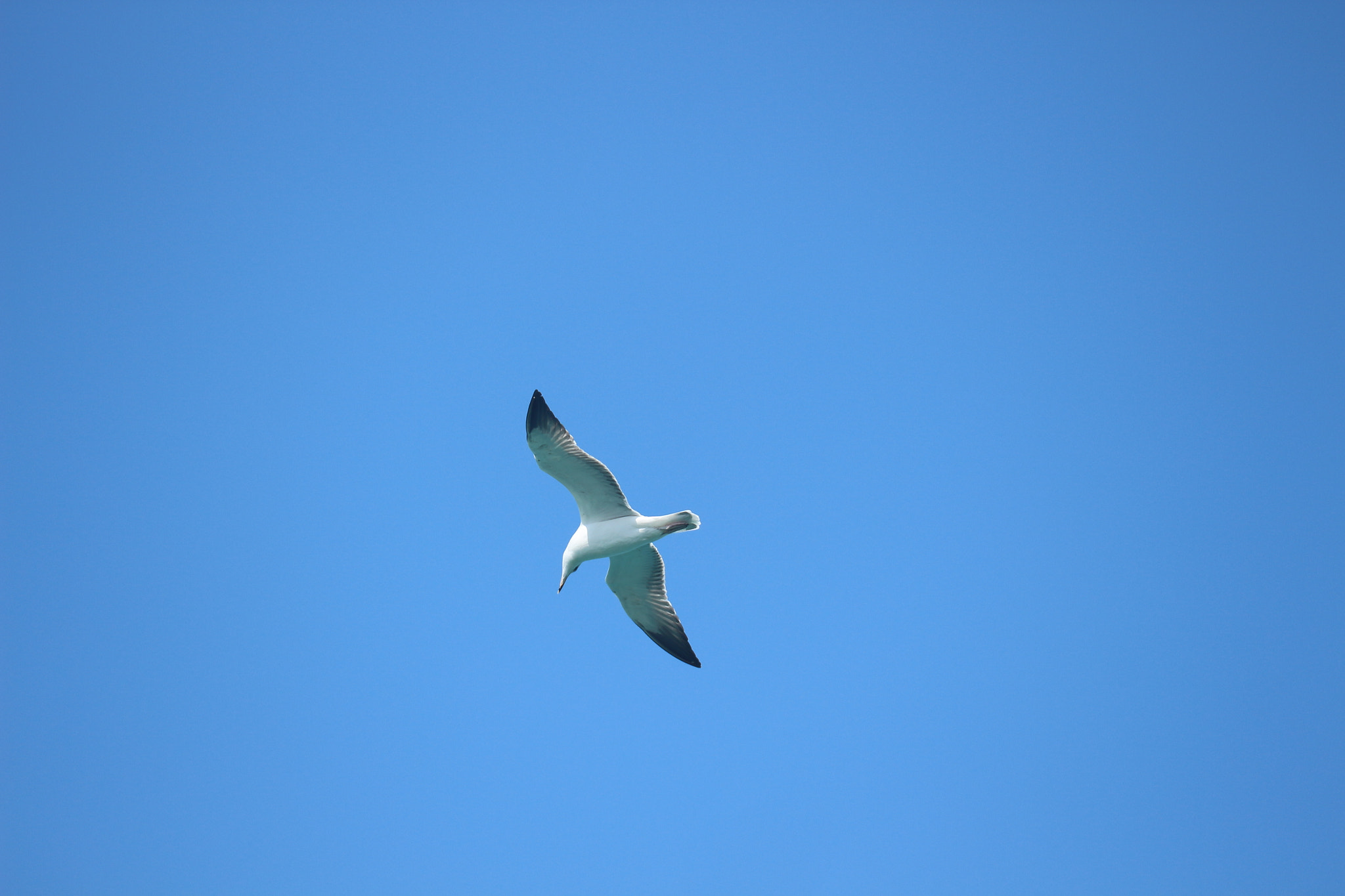 Tamron SP 150-600mm F5-6.3 Di VC USD sample photo