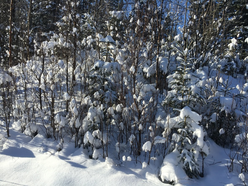 Apple iPhone 6s sample photo. Beautiful snowfall photography