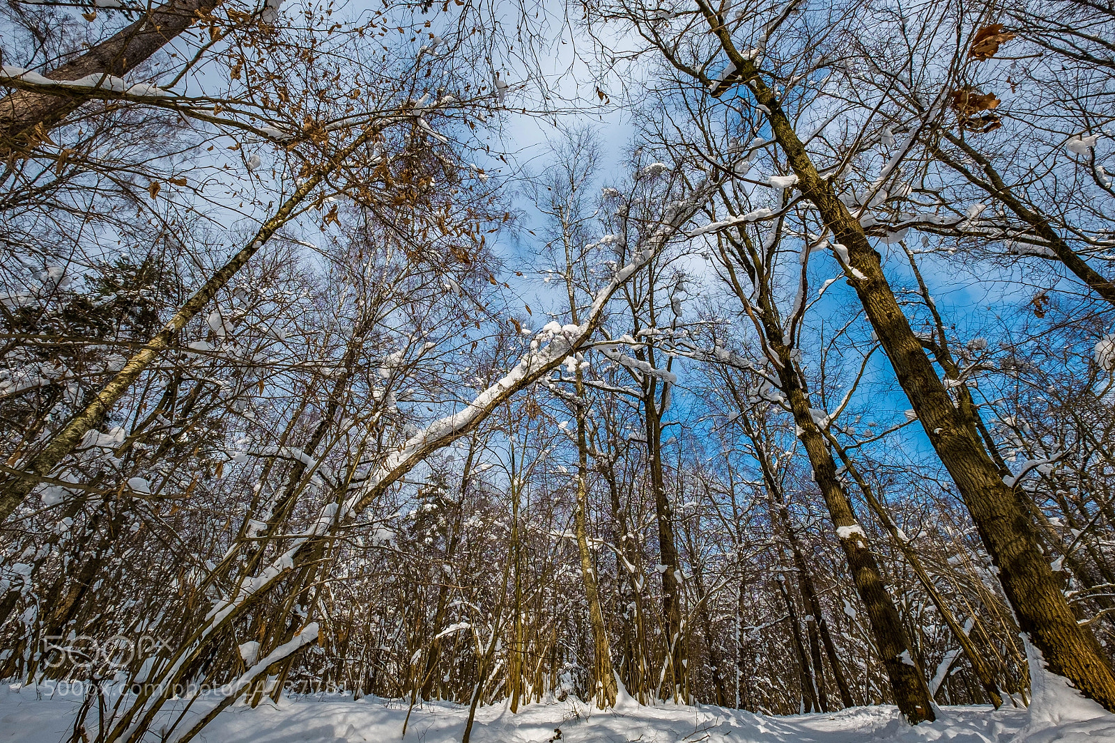 Fujifilm X-M1 sample photo. Sunny winter forest photography