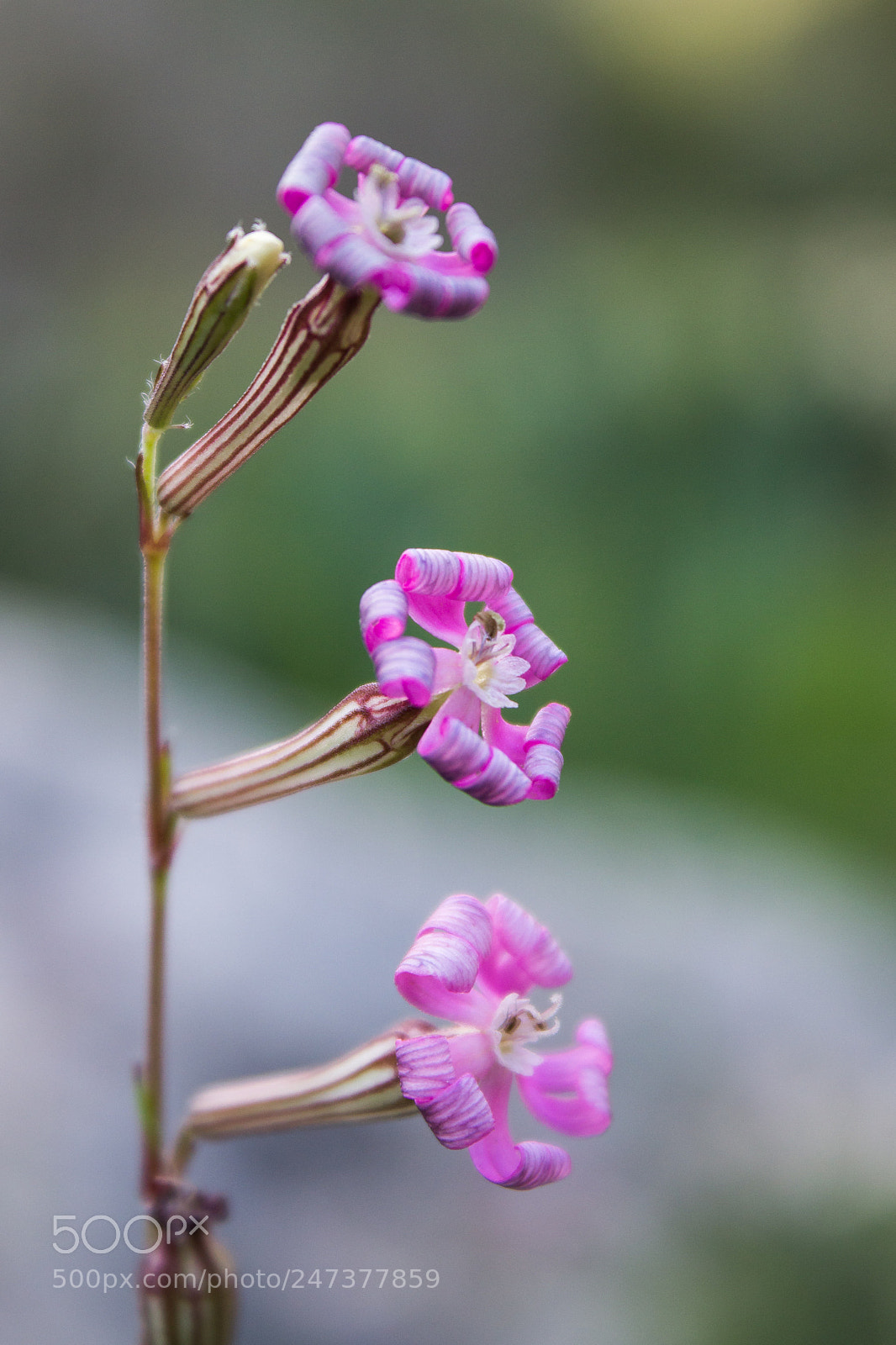 Canon EOS 600D (Rebel EOS T3i / EOS Kiss X5) sample photo. Curly triplets photography