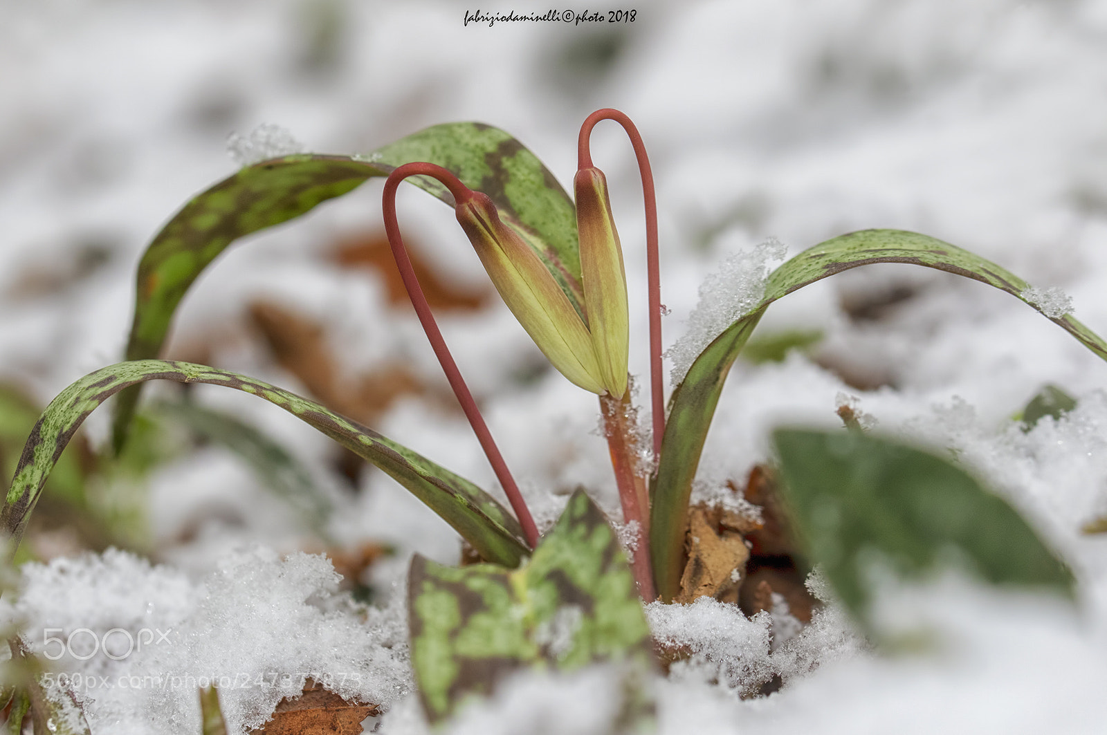 Canon EOS 7D Mark II sample photo. Dente di cane photography