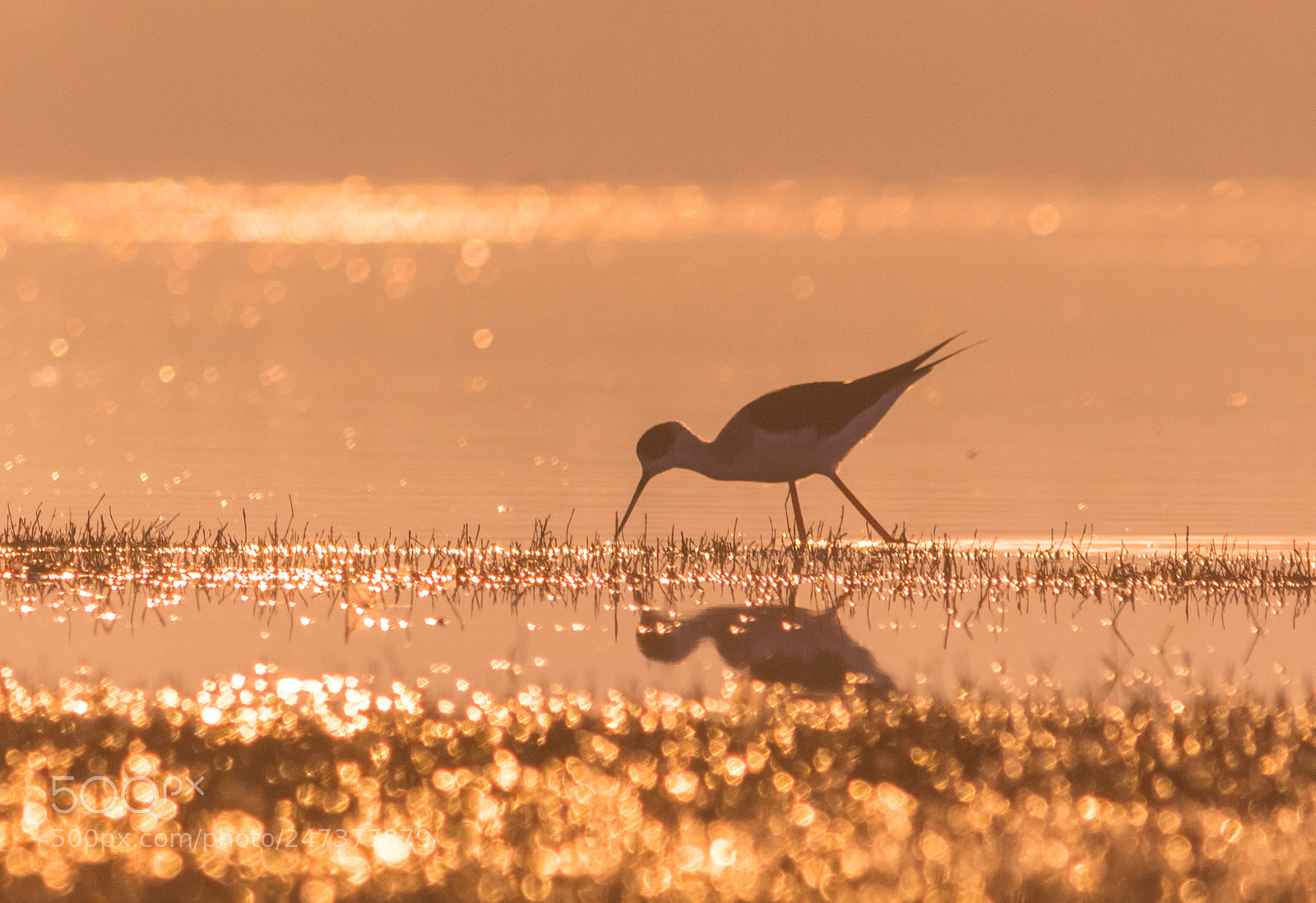 Canon EOS 700D (EOS Rebel T5i / EOS Kiss X7i) sample photo. Black winged stilt in photography
