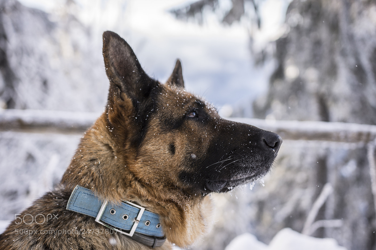 Nikon D7200 sample photo. Dogs love photography