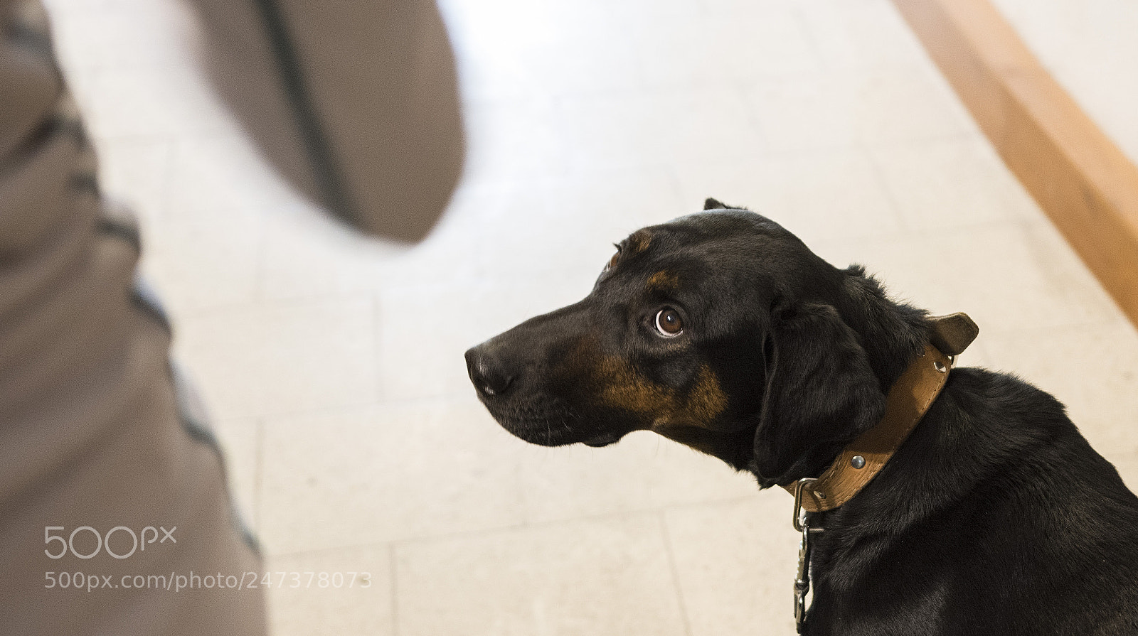 Nikon D7200 sample photo. Barney photography