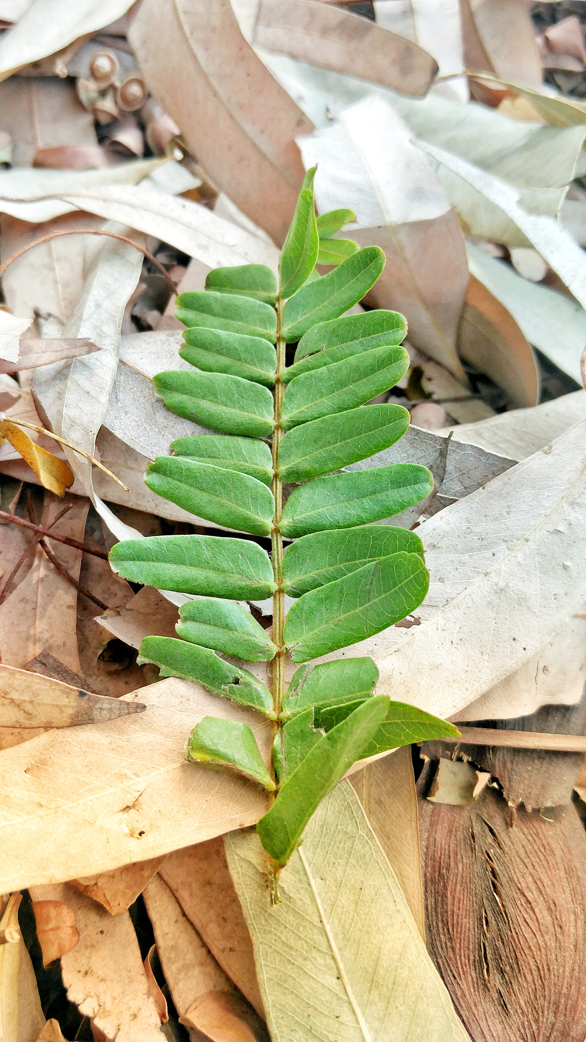 OnePlus 2 sample photo. Leafs photography