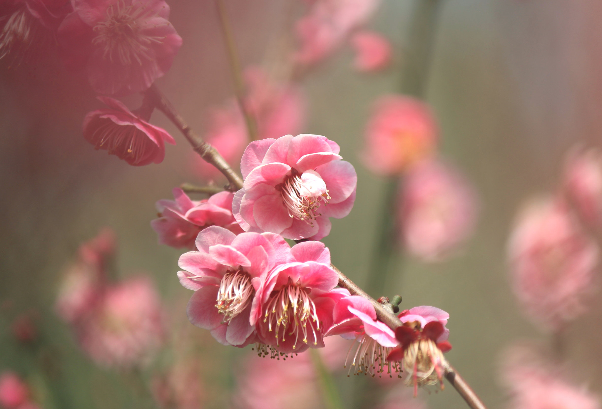 Canon EF-S 55-250mm F4-5.6 IS II sample photo. Early spring photography