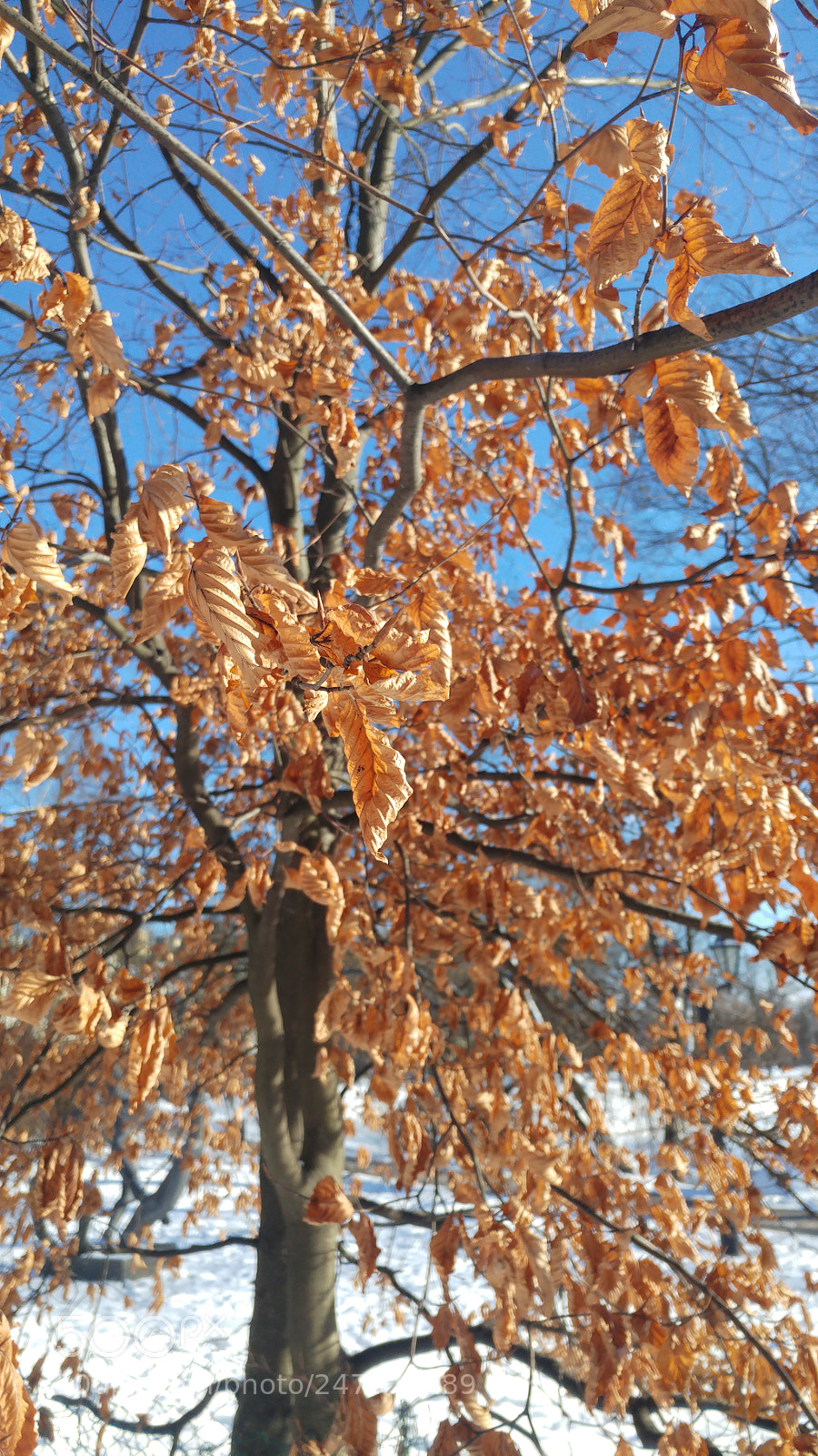 LG G5 sample photo. Autumn in winter photography