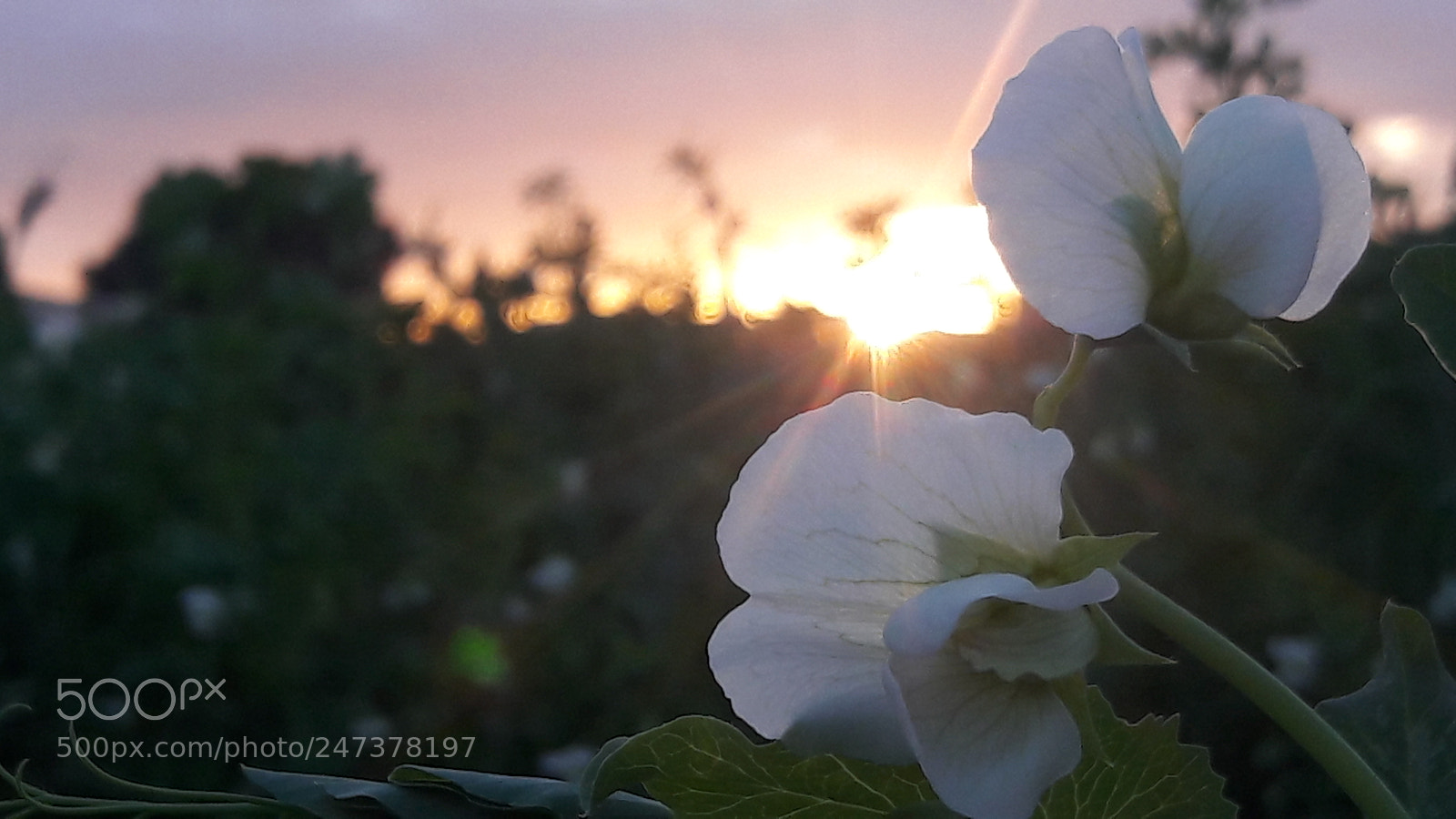 Samsung Galaxy J7 sample photo. Djelbana photography