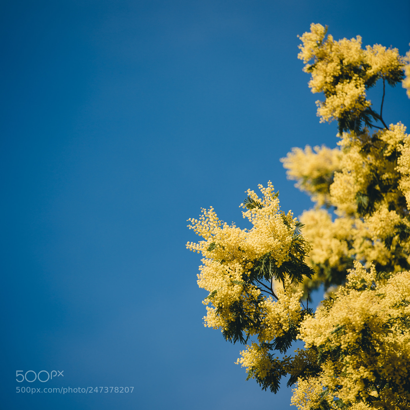 Nikon D810 sample photo. Yellow blooming of mimosa photography