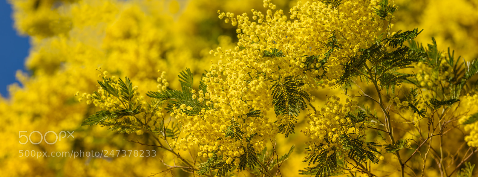 Nikon D810 sample photo. Yellow blooming of mimosa photography
