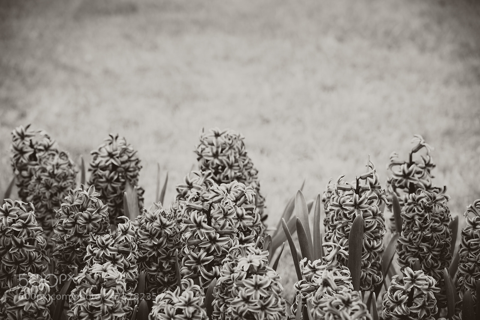 Nikon D810 sample photo. Hyacinth flowers in a photography