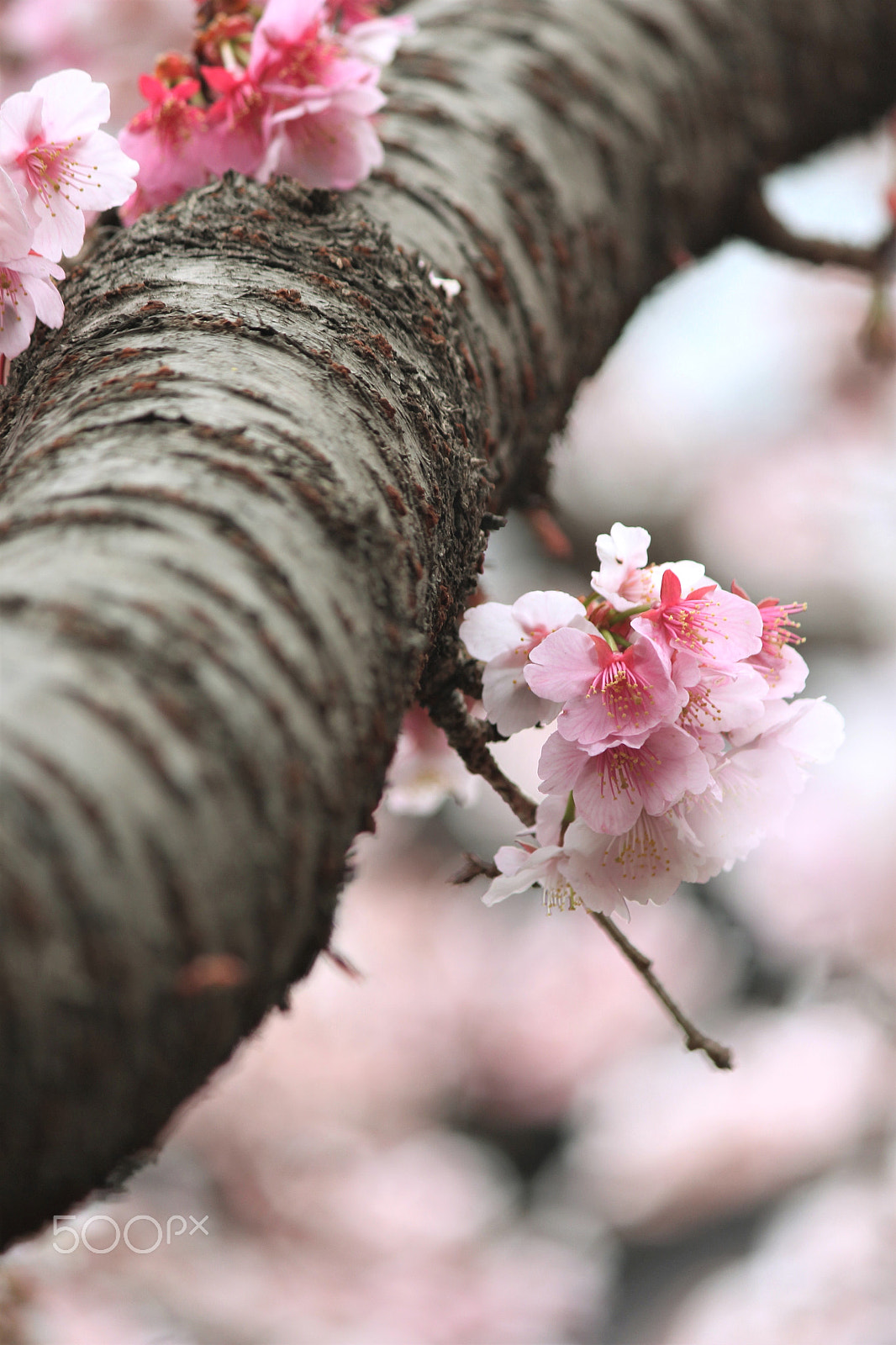 Canon EF-S 55-250mm F4-5.6 IS II sample photo. Early spring photography