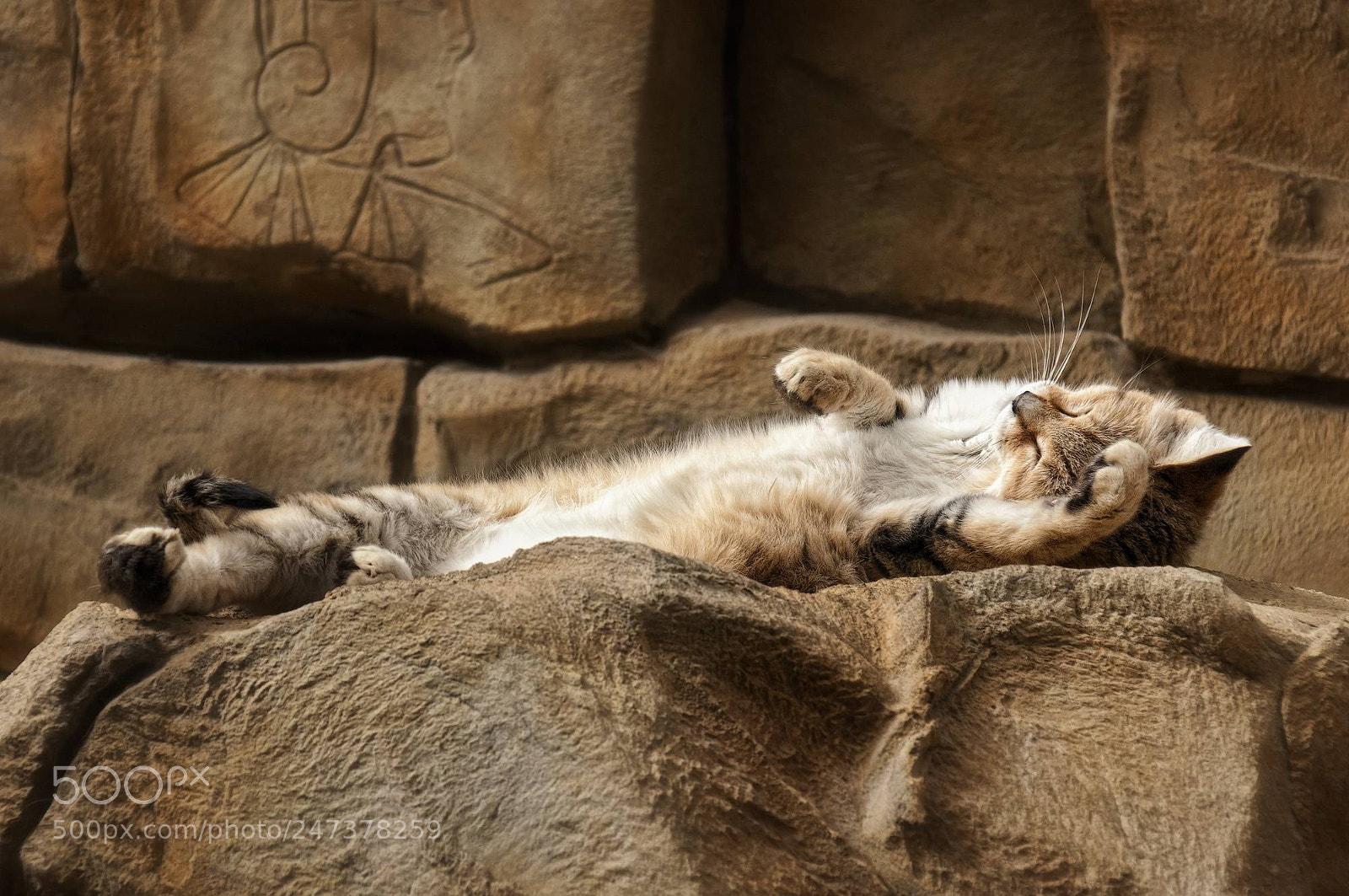 Sony Alpha DSLR-A700 sample photo. Sand cat photography
