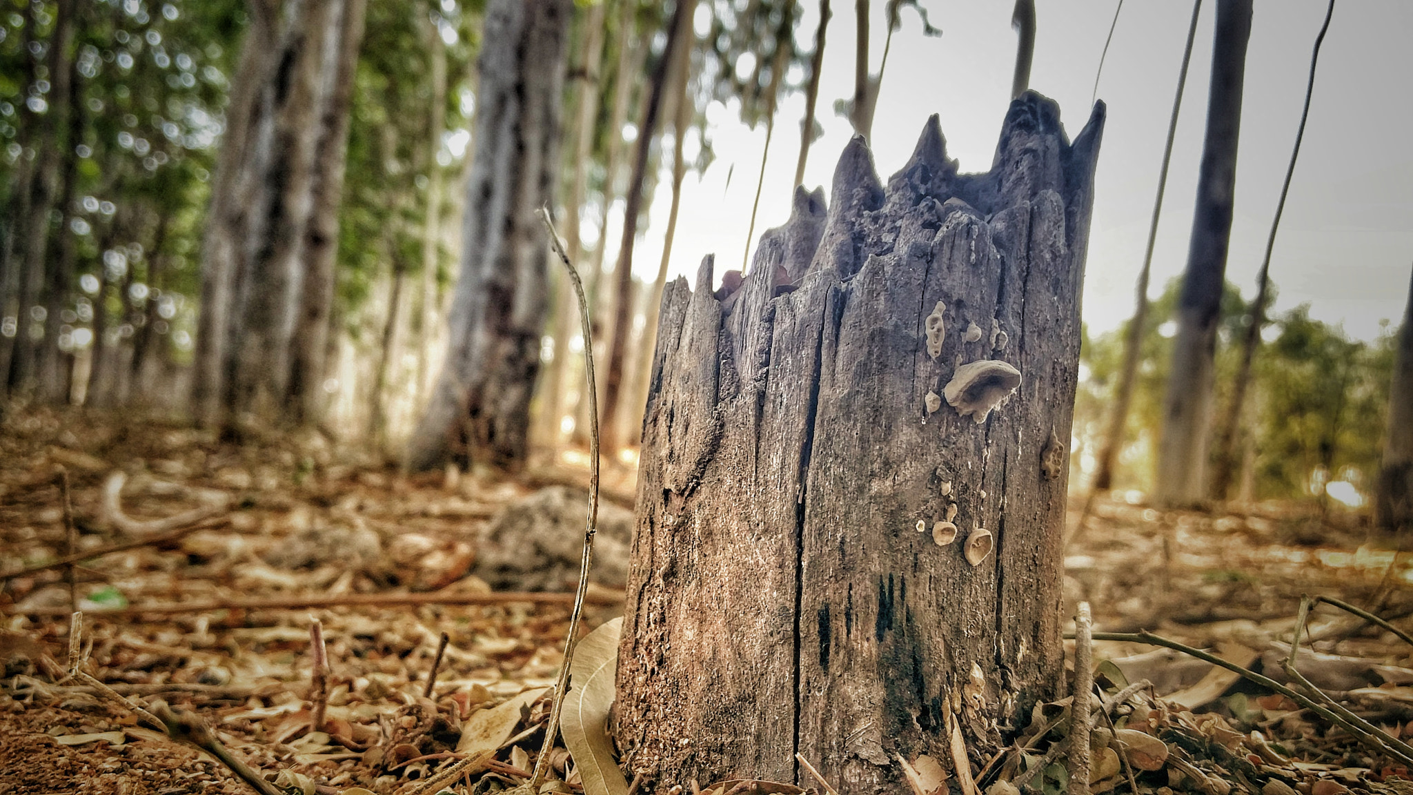 OnePlus 2 sample photo. Broken tree photography