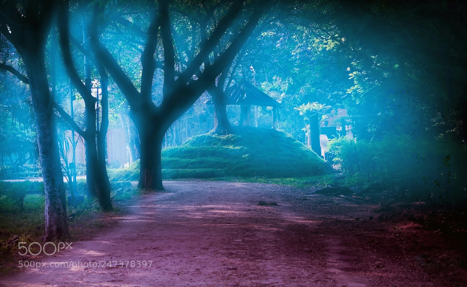 Nikon D5200 sample photo. Morning mist photography