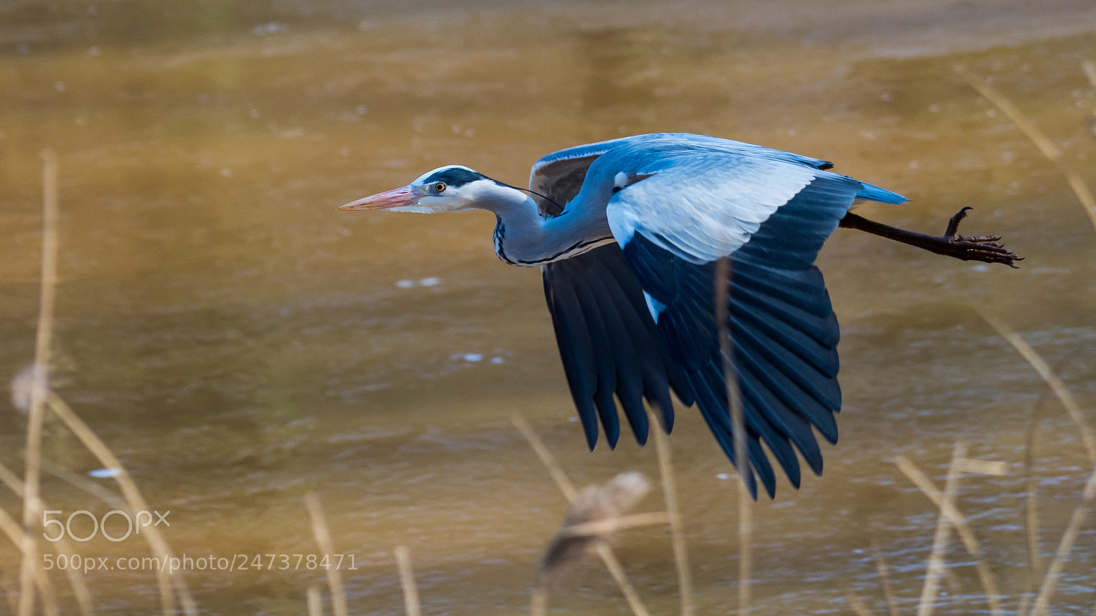 Nikon D500 sample photo. Heron photography