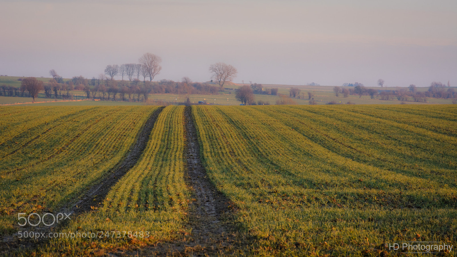 Nikon D7100 sample photo. Field photography