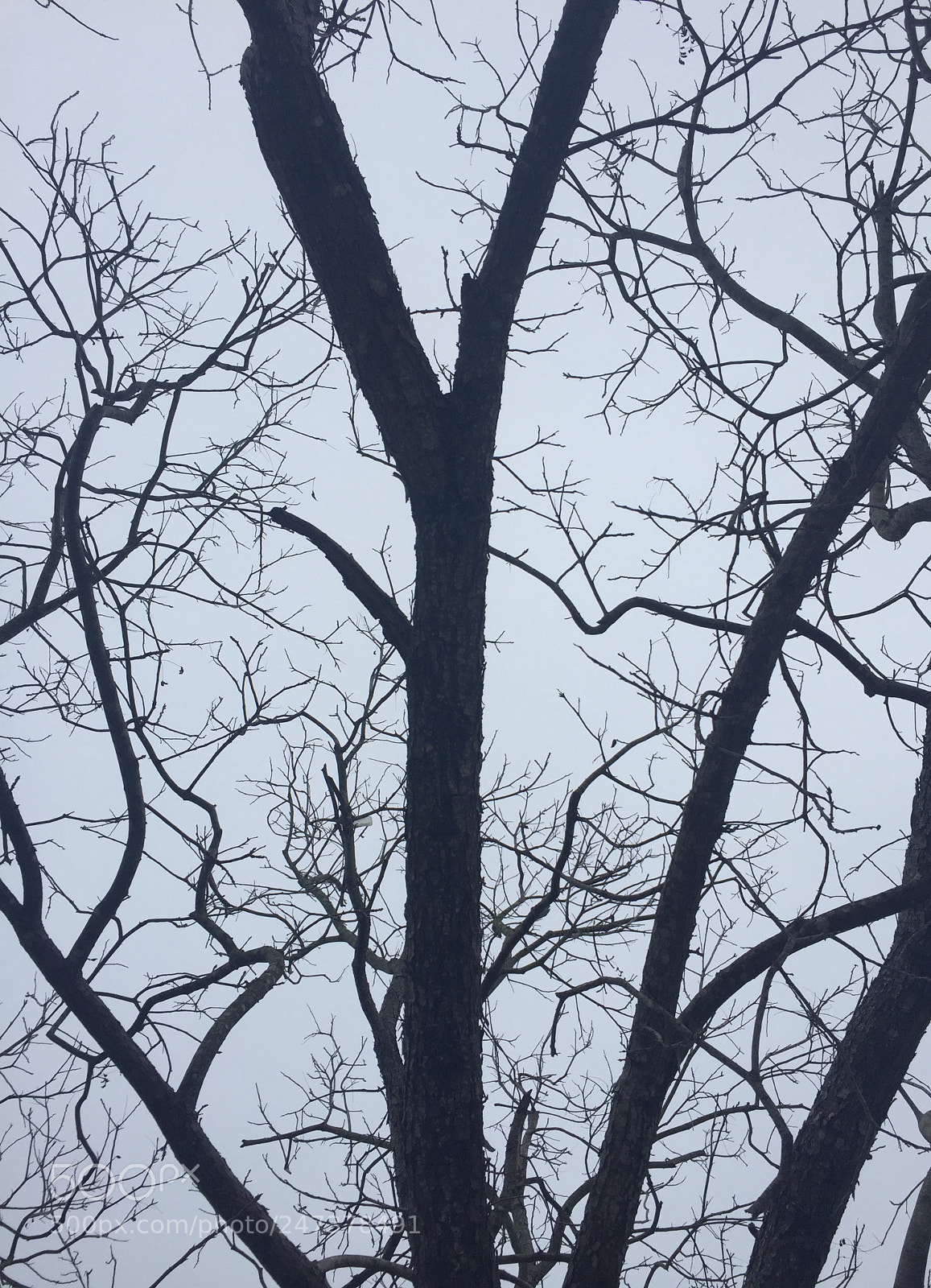 Apple iPhone 6 sample photo. Cracks photography