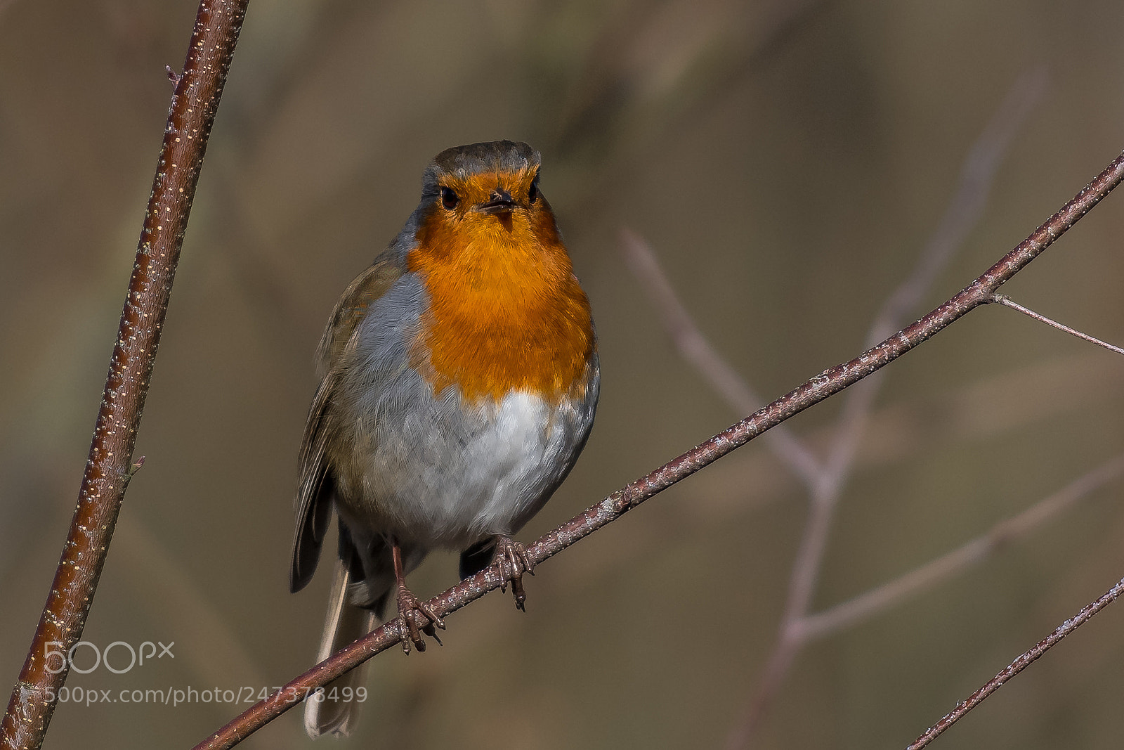 Nikon D850 sample photo. In the sticks photography