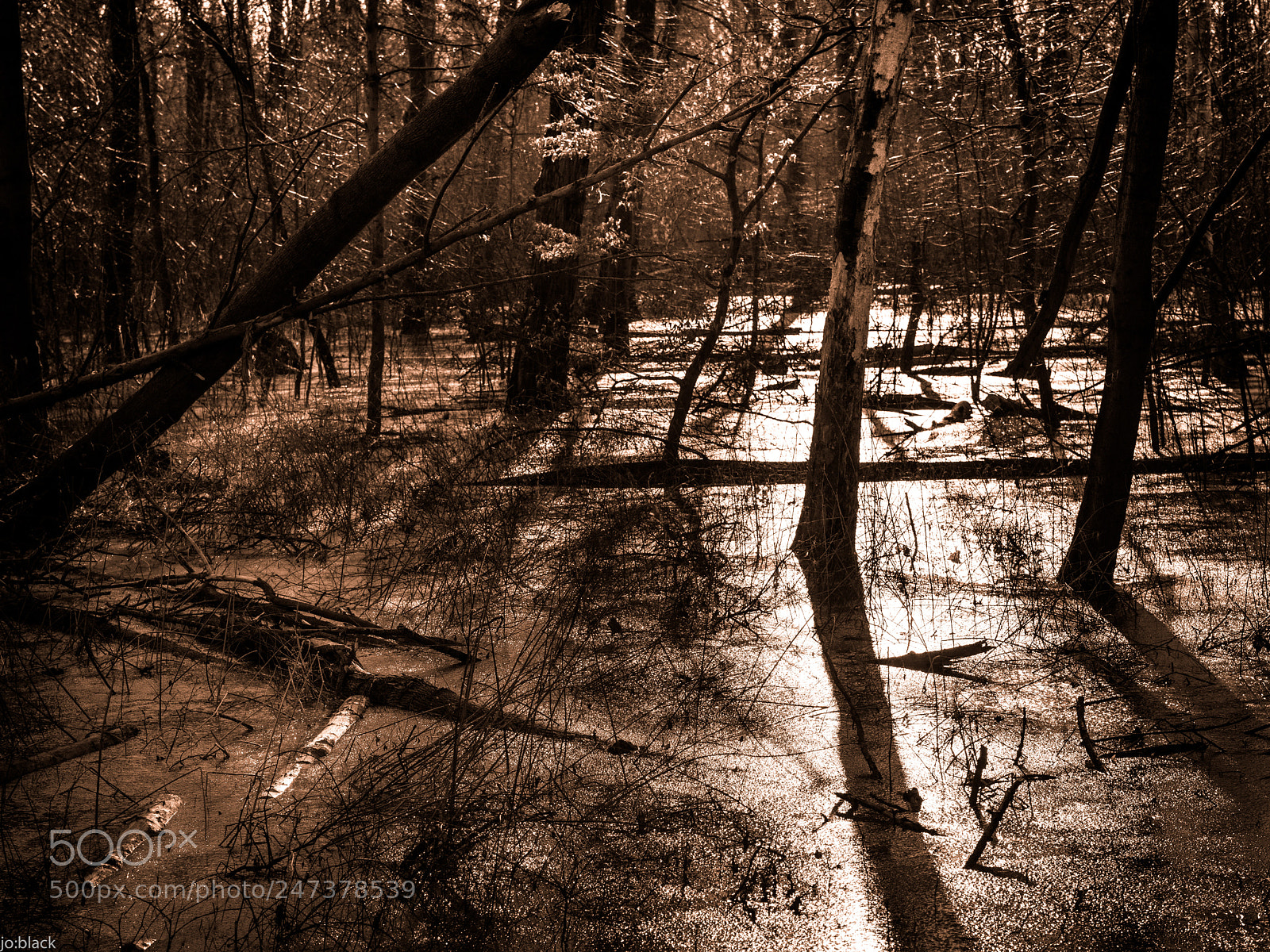 Nikon D800 sample photo. Frozen forest photography