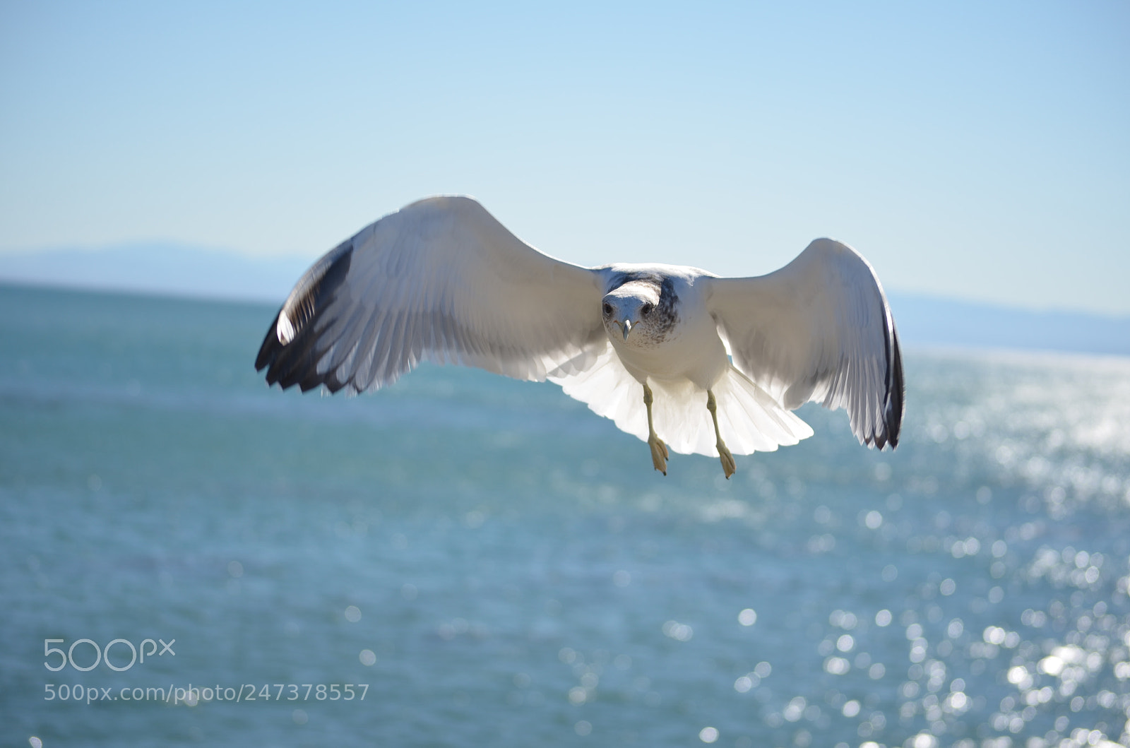 Nikon D5100 sample photo. Bird capture photography