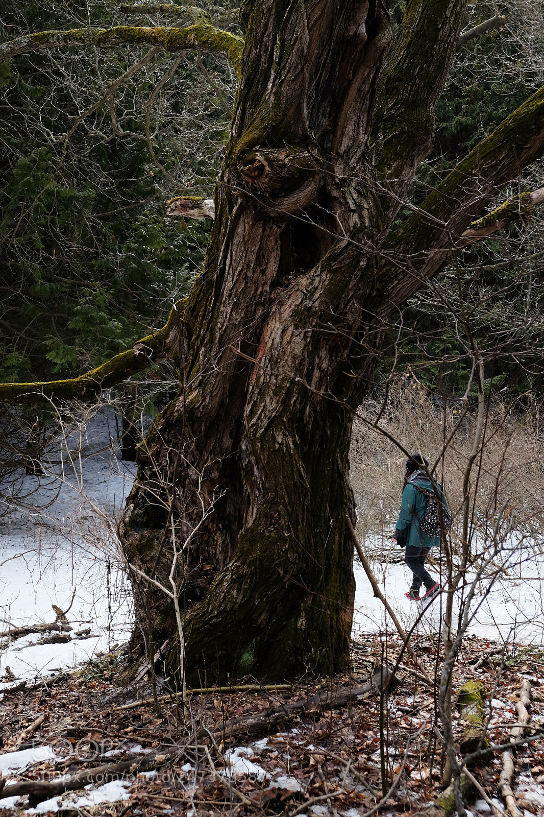 Fujifilm X-T10 sample photo. Abstract tree photography