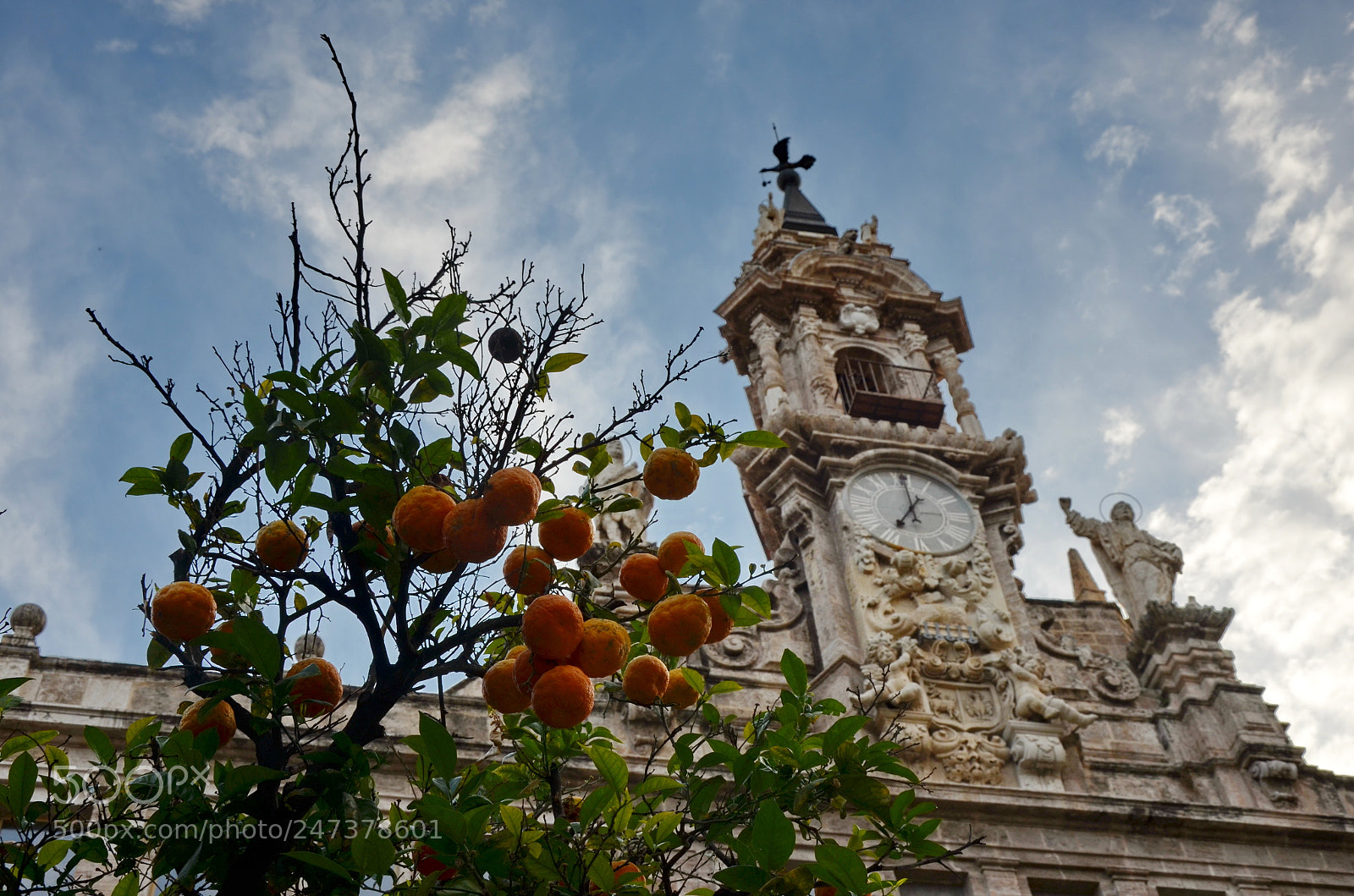 Nikon D5100 sample photo. Naranjas photography