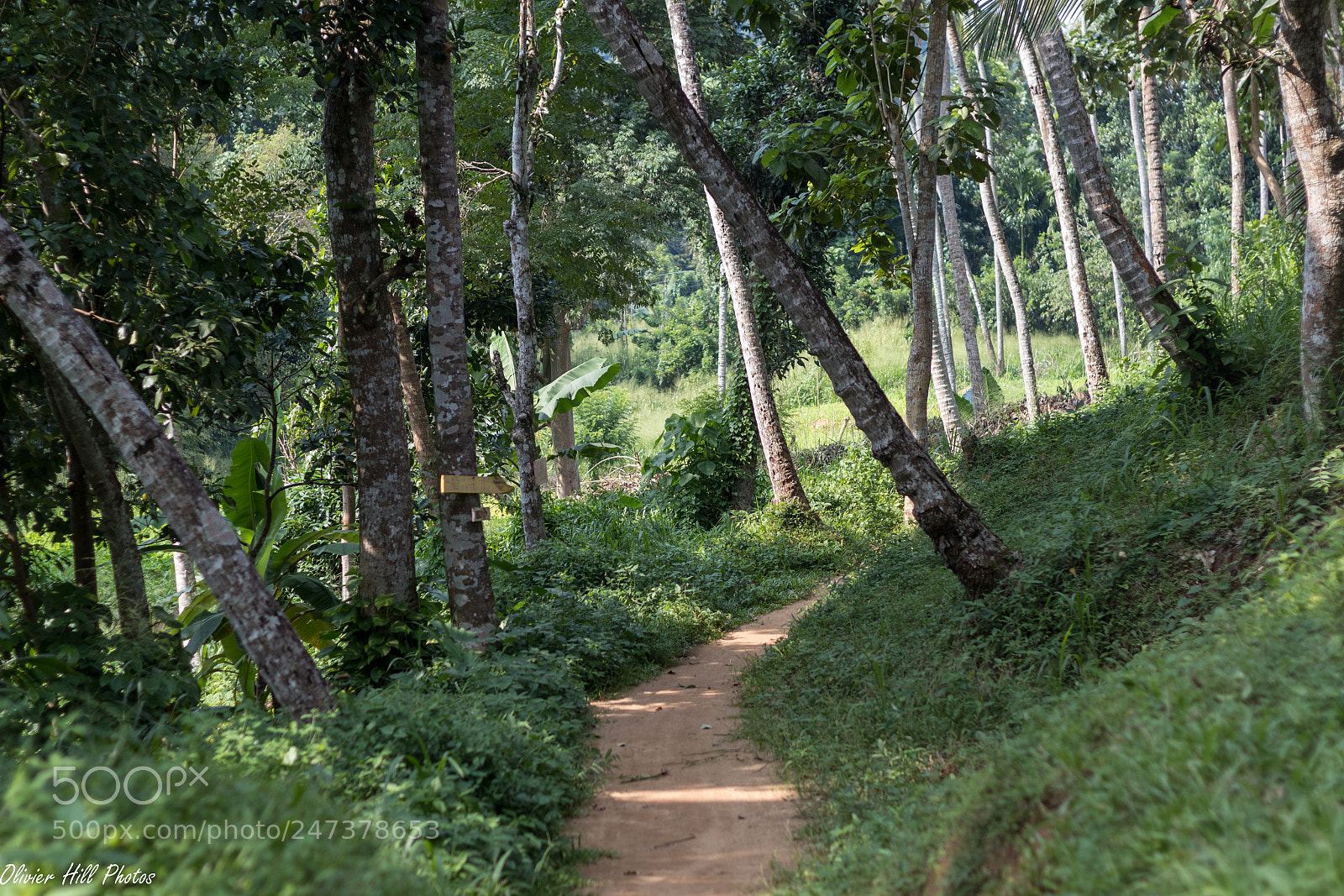 Canon EOS 80D sample photo. Somewhere in jungle of photography