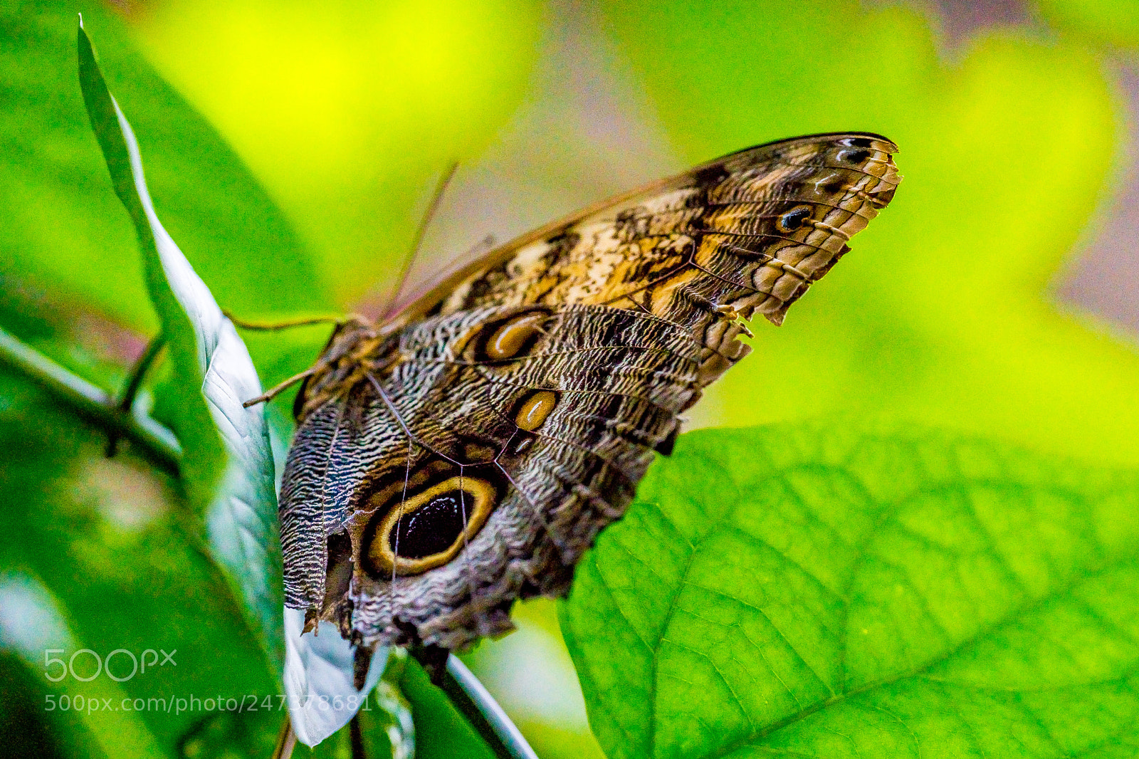 Sony a9 sample photo. Diagonal butterfly photography