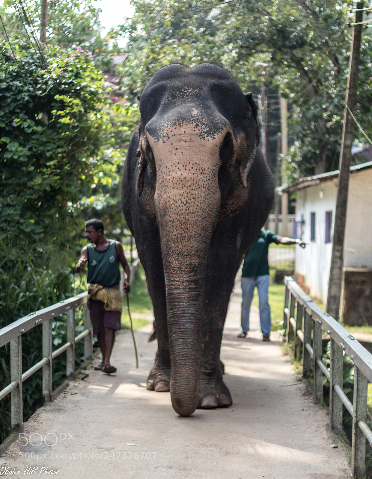 Canon EOS 80D sample photo. Dumbo from sri lanka photography