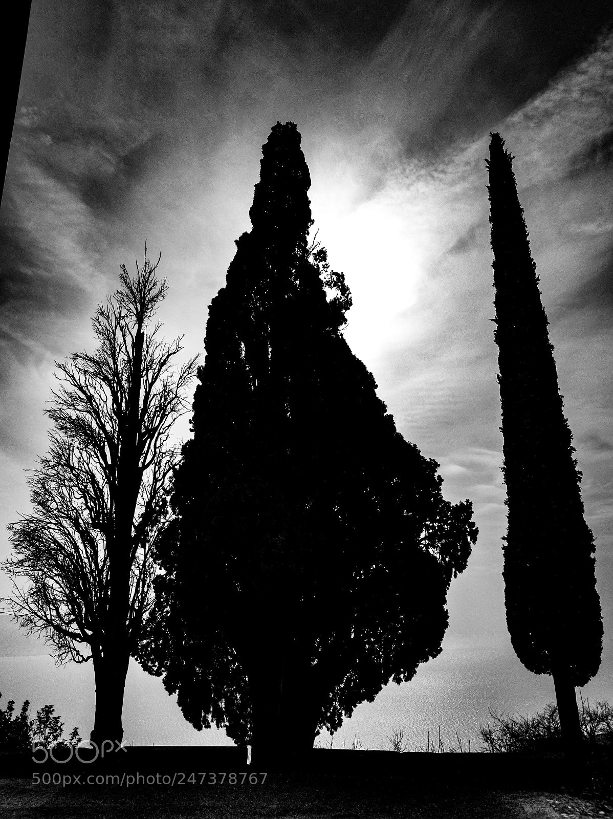 Samsung Galaxy S8+ sample photo. Three trees in the photography